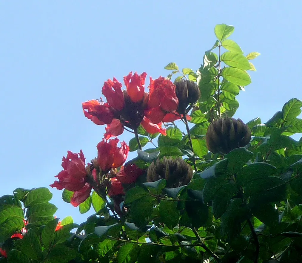 African Tulip Tree (Spathodea Campanulata) — Known for its fiery, tulip-shaped orange-red blooms, it flowers predominantly in warm months; rounded, image 80