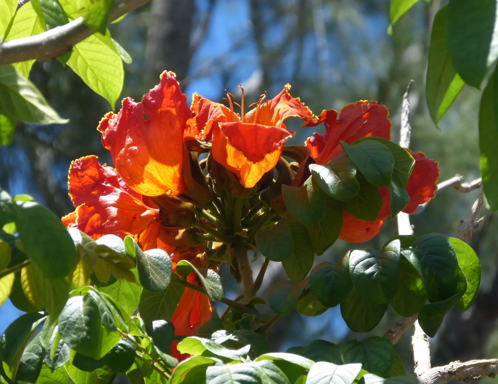 African Tulip Tree (Spathodea Campanulata) — An excellent specimen tree, it prefers full sun and well-draining soil