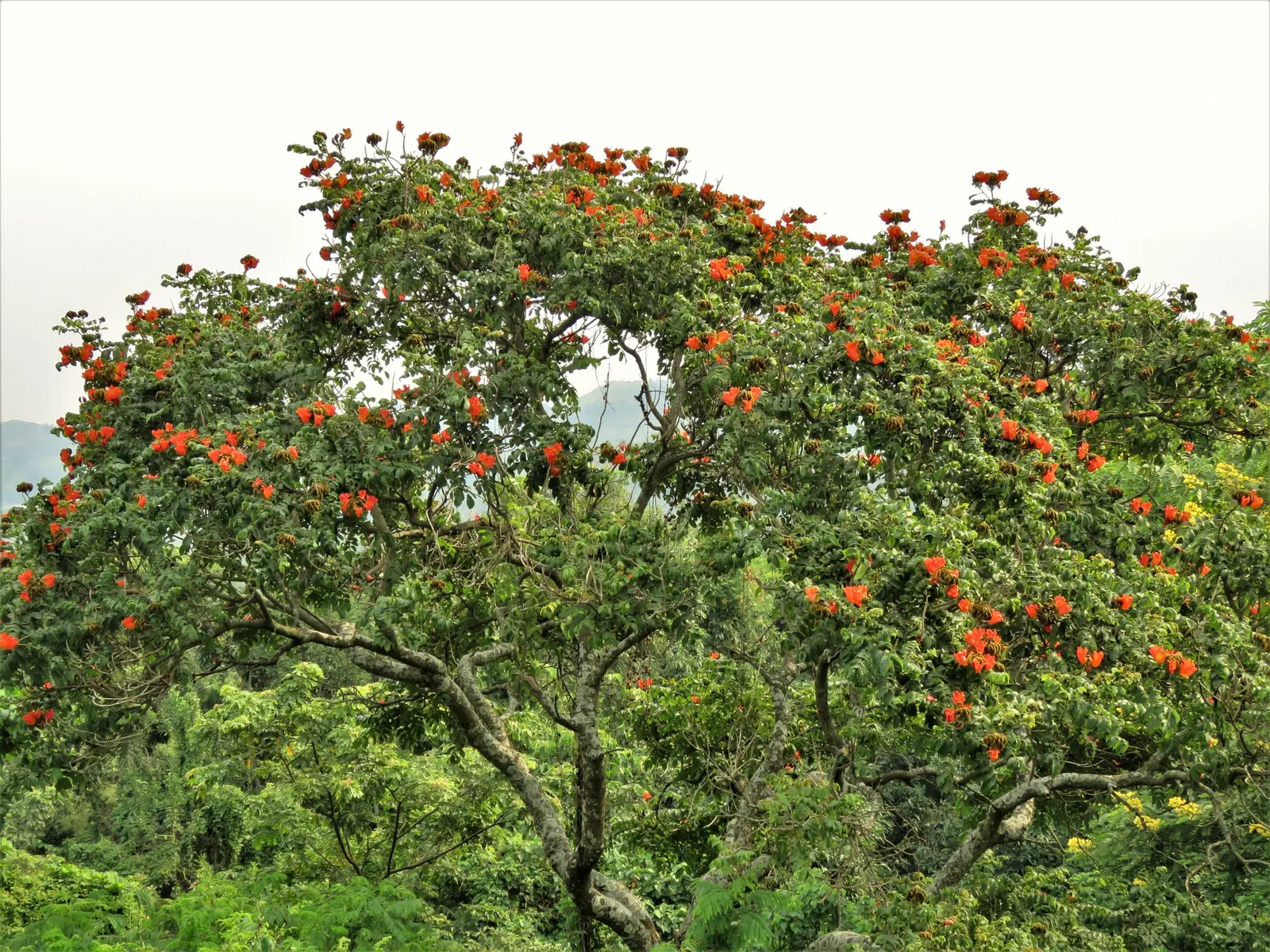 African Tulip Tree (Spathodea Campanulata) — tree with orange and red blooms; while it prefers regular watering, image 77