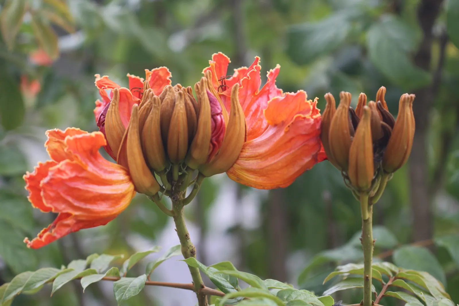 African Tulip Tree (Spathodea Campanulata) — blaze with color atop the dark green; evergreen tree reaching up to 80 feet tall with a spread of 50, image 60