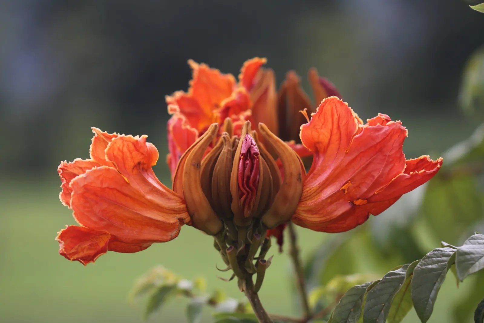 African Tulip Tree (Spathodea Campanulata) — Be aware of any local restrictions on planting this species; which are typically 4 to 5 inches in length
