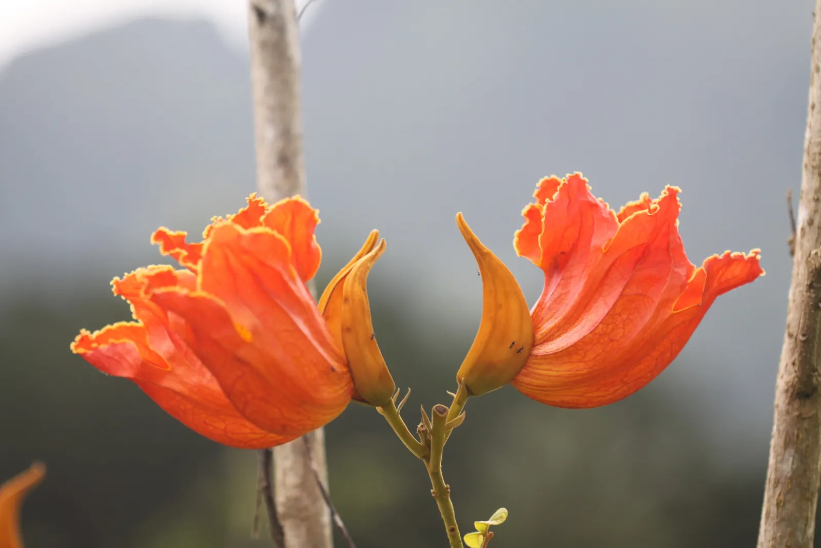 African Tulip Tree (Spathodea Campanulata) — tree for full or half; but its majestic stature necessitates ample space to truly flourish, image 78