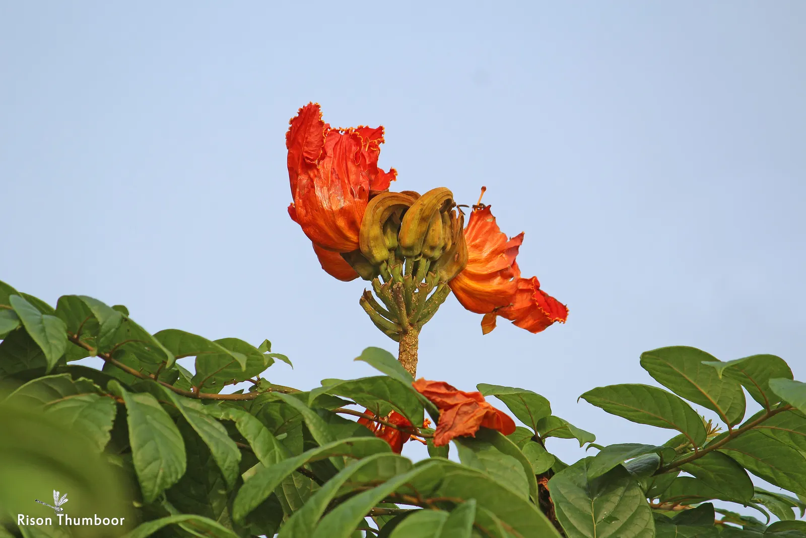 African Tulip Tree (Spathodea Campanulata) — it exhibits moderate drought tolerance.<br><br>When introducing the African Tulip Tree to clients; the, image 69