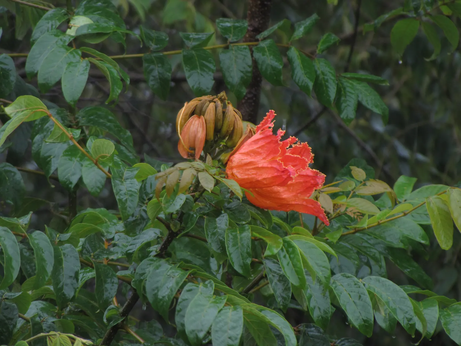 African Tulip Tree (Spathodea Campanulata) — botanically known as Spathodea campanulata