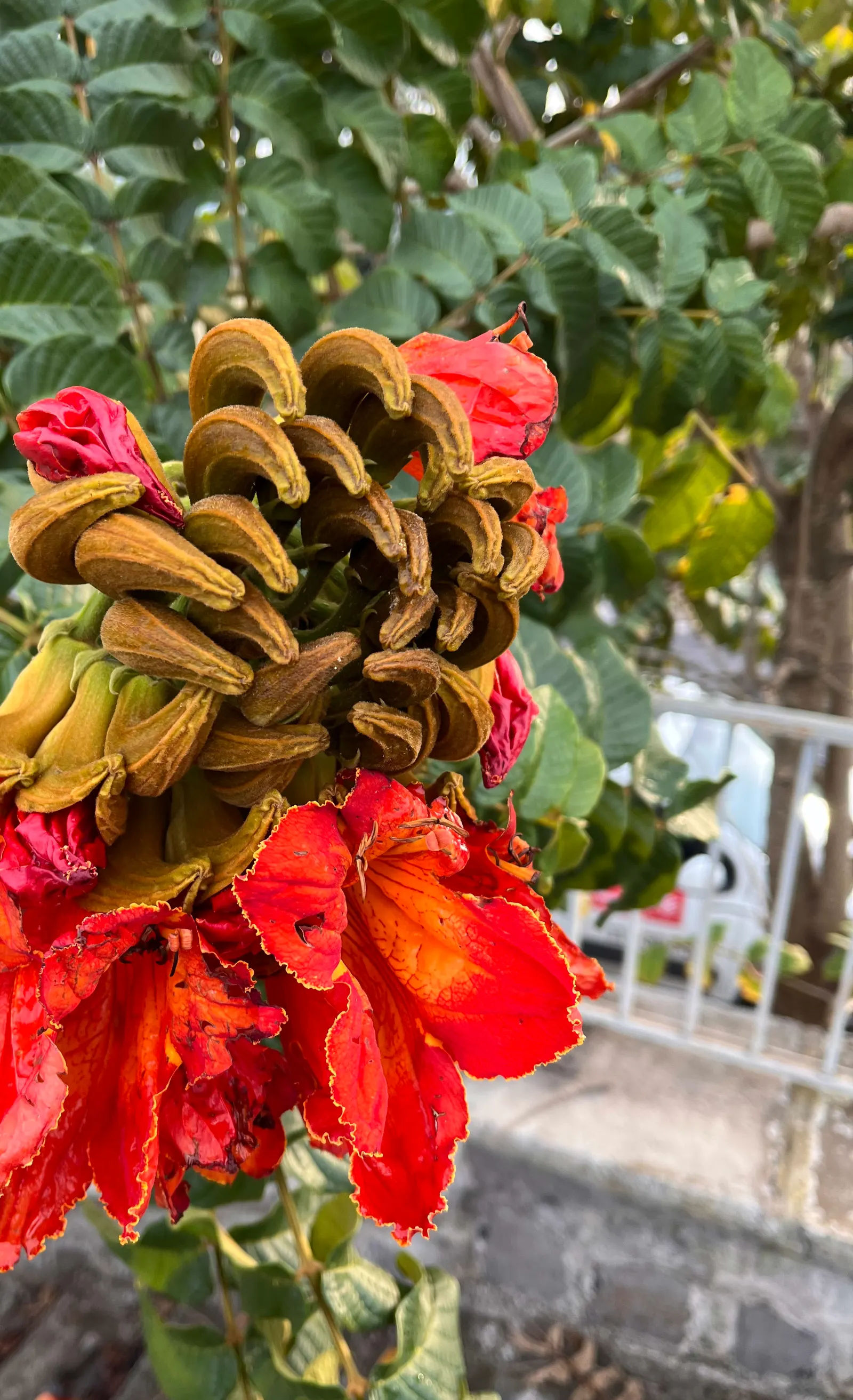 African Tulip Tree (Spathodea Campanulata) — Its rapid growth rate and broad; this tree thrives in full sunlight and requires well-draining soil to, image 88
