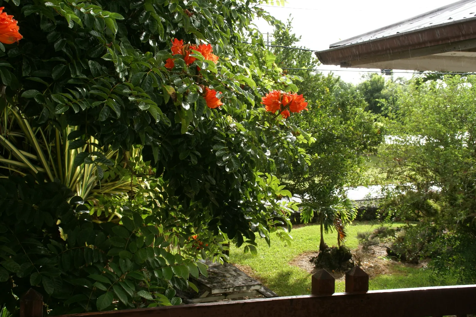 African Tulip Tree (Spathodea Campanulata) — Caution is advised as it can be invasive and its large roots may disrupt nearby structures; tree with, image 82