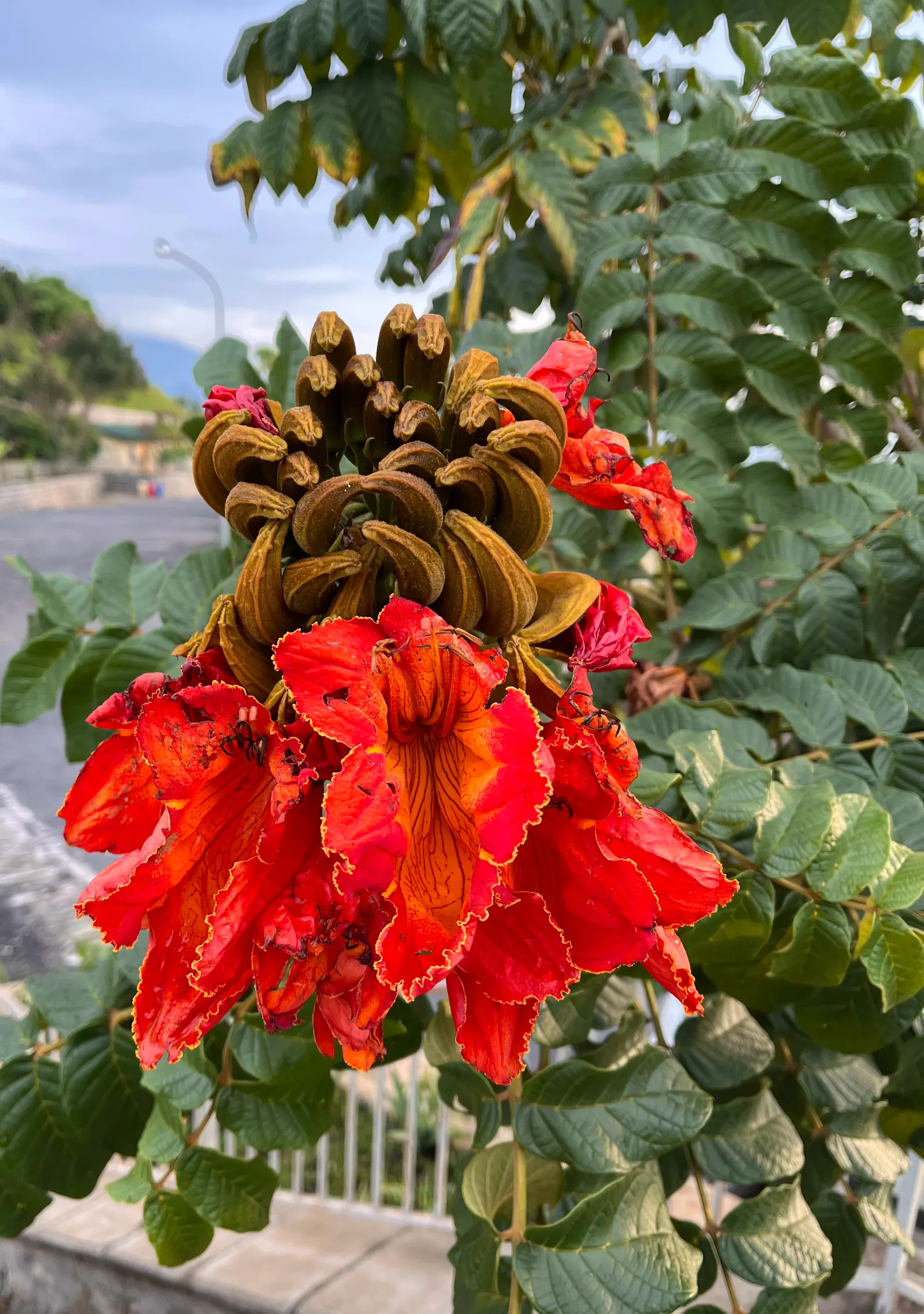 African Tulip Tree (Spathodea Campanulata) — the African Tulip Tree should be placed with care due to its vigorous root system; an excellent, image 116
