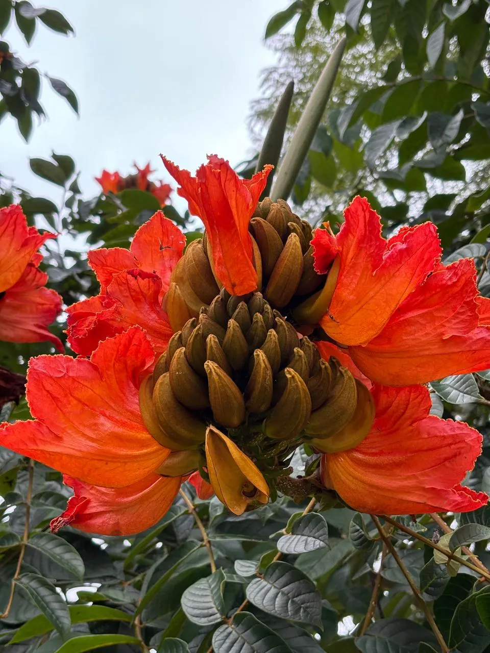 African Tulip Tree (Spathodea Campanulata) — evergreen tree reaching up to 80 feet tall with a spread of 50 feet; caution is advised as it can be invasive and