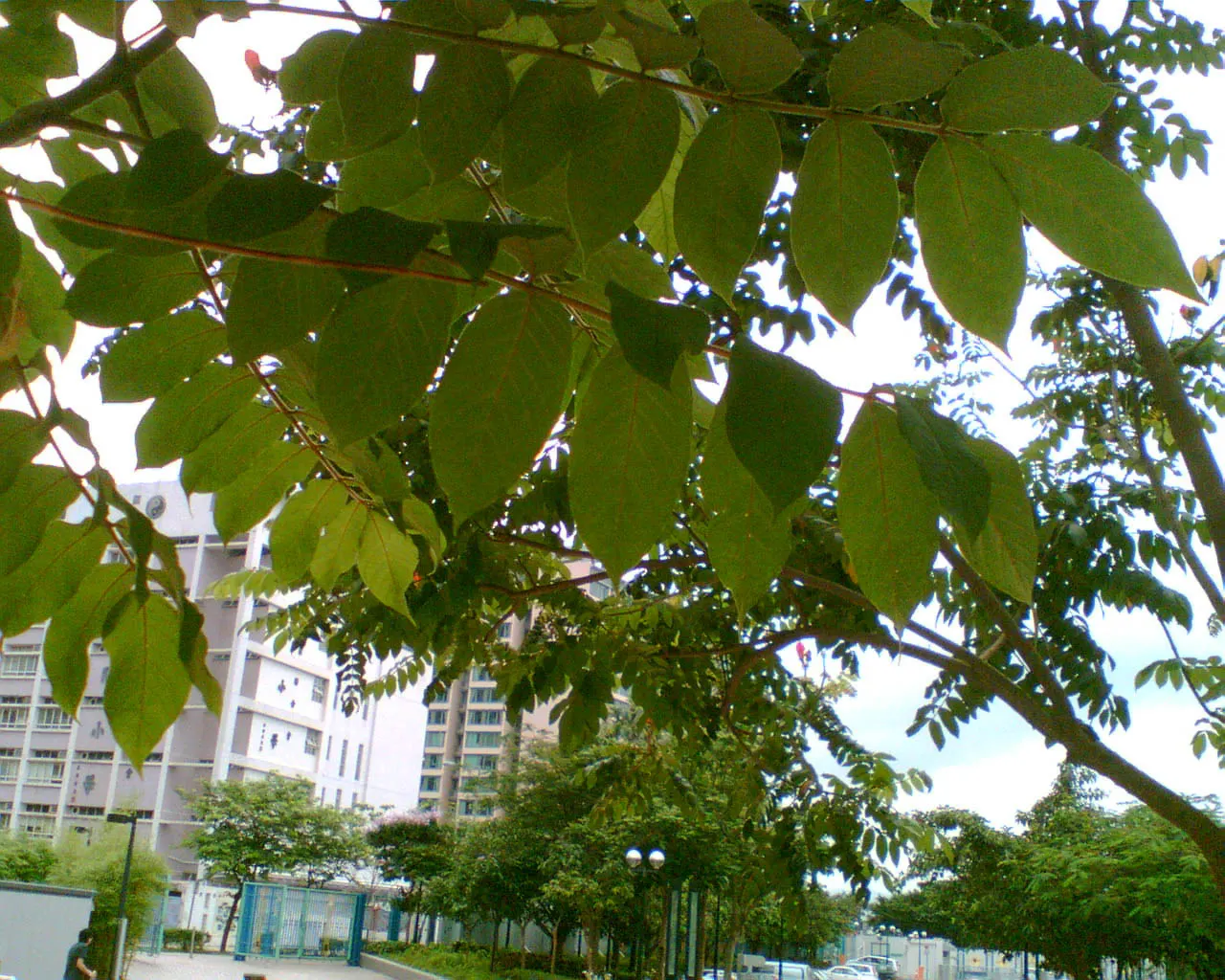 African Tulip Tree (Spathodea Campanulata) — botanically known as Spathodea campanulata; tropical beauty renowned for its vibrant orange-red, image 109