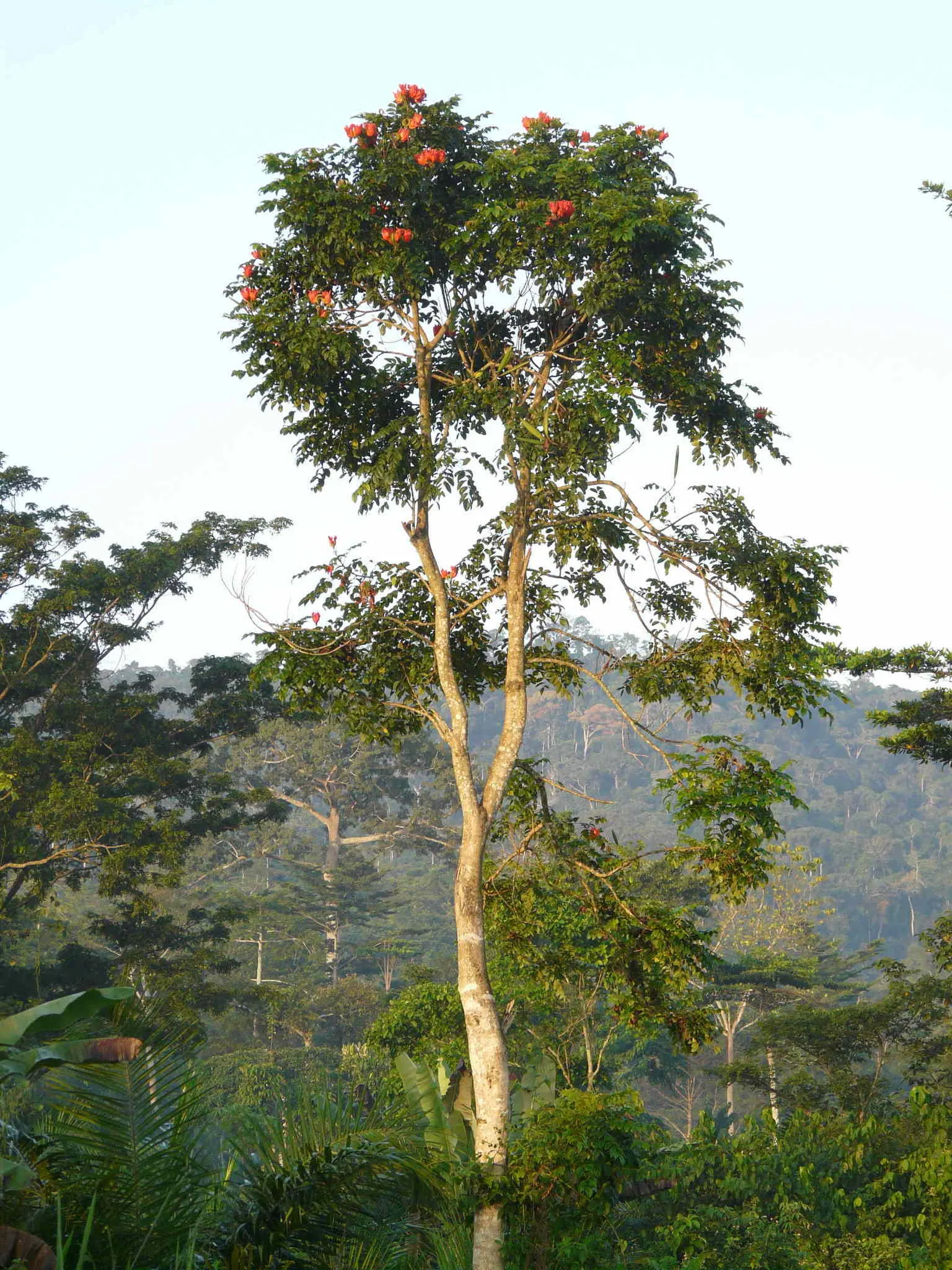 African Tulip Tree (Spathodea Campanulata) — tree with orange and red blooms