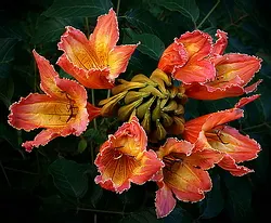 African Tulip Tree (Spathodea Campanulata) — With its fiery blooms and lush canopy; suitable for USDA zones 10 to 11