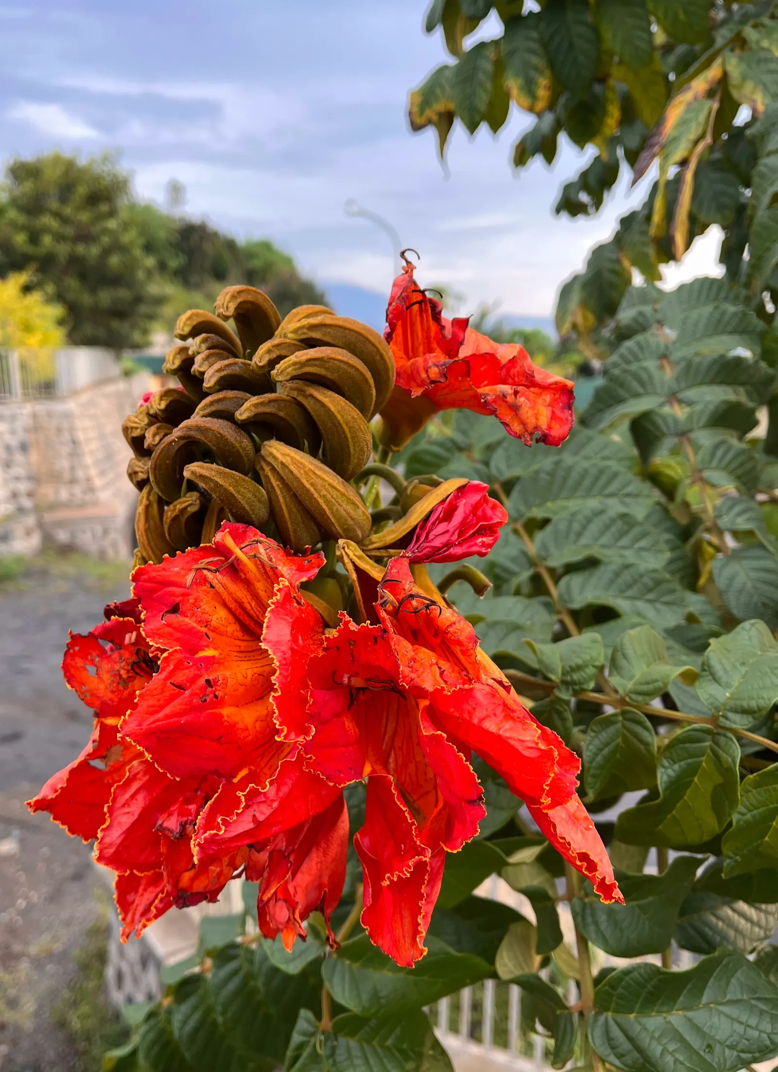 African Tulip Tree (Spathodea Campanulata) — Suitable for USDA zones 10 to 11