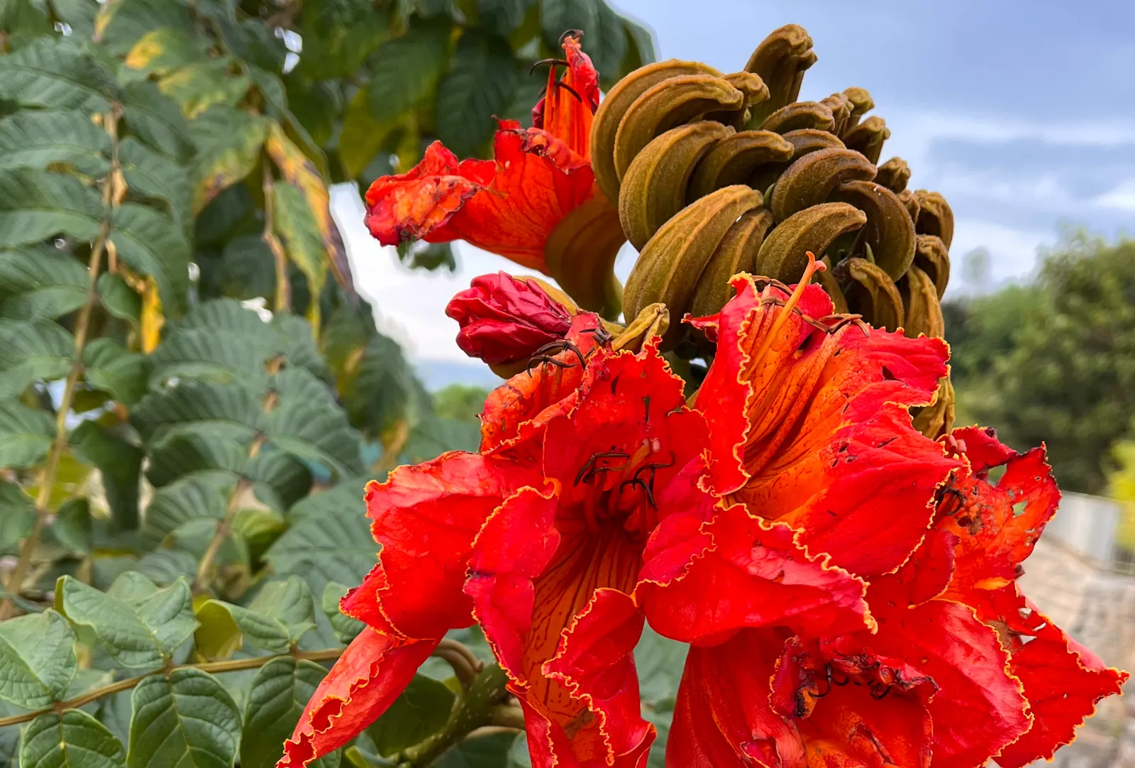 African Tulip Tree (Spathodea Campanulata) — which are typically 4 to 5 inches in length; be aware of any local restrictions on planting this, image 111