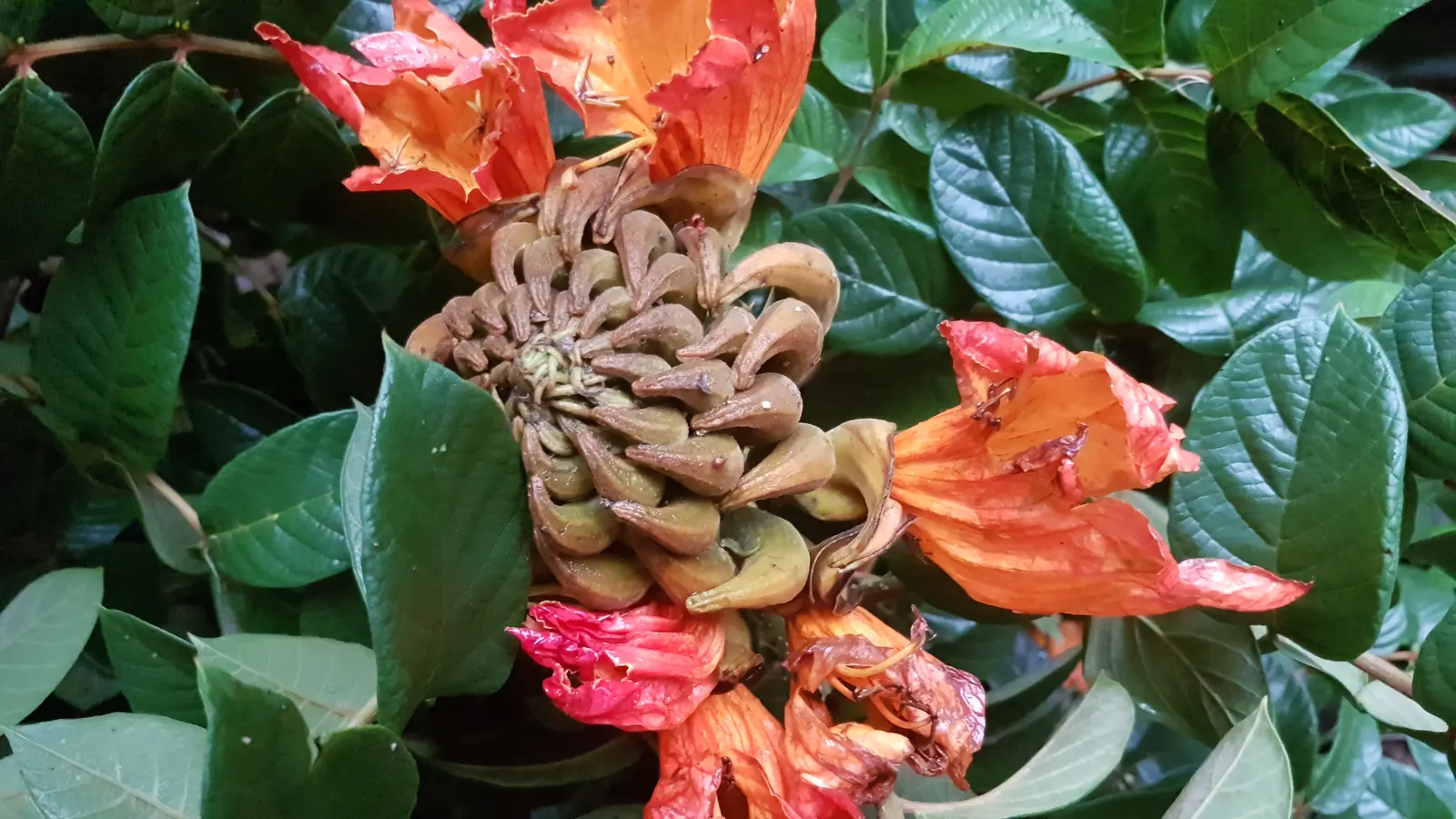 African Tulip Tree (Spathodea Campanulata) — With its fiery blooms and lush canopy; suitable for USDA zones 10 to 11, image 73