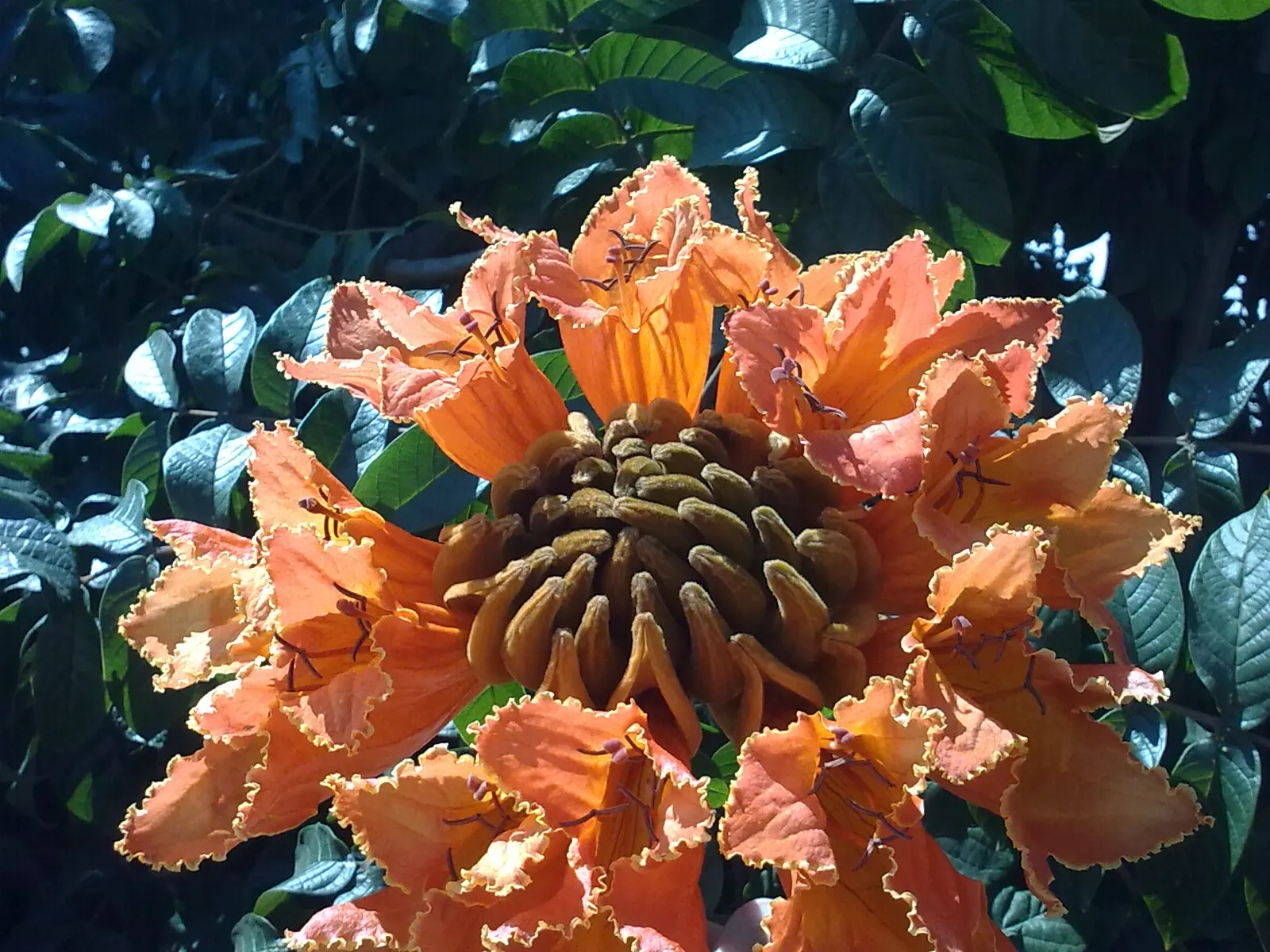 African Tulip Tree (Spathodea Campanulata) — While it prefers regular watering
