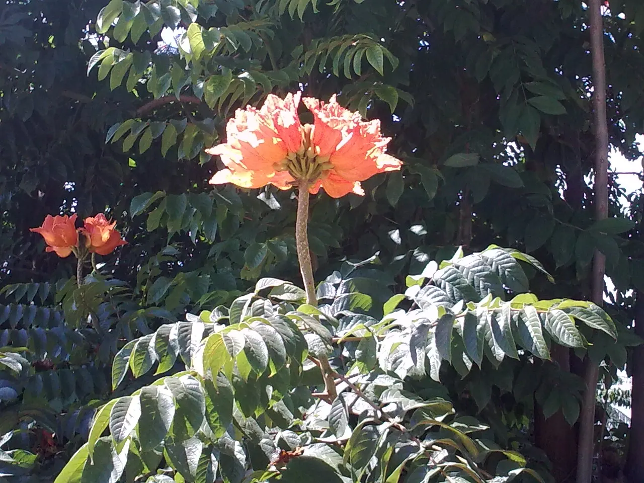 African Tulip Tree (Spathodea Campanulata) — While it prefers regular watering; botanically known as Spathodea campanulata