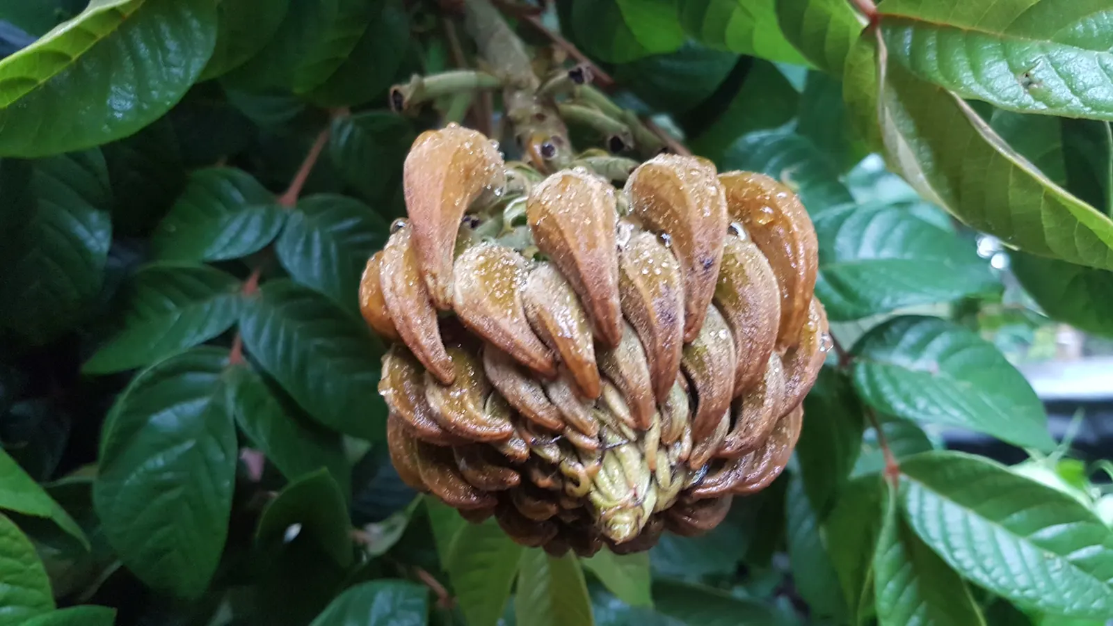 African Tulip Tree (Spathodea Campanulata) — An excellent specimen tree, it prefers full sun and well-draining soil; emphasize its use as a focal, image 81