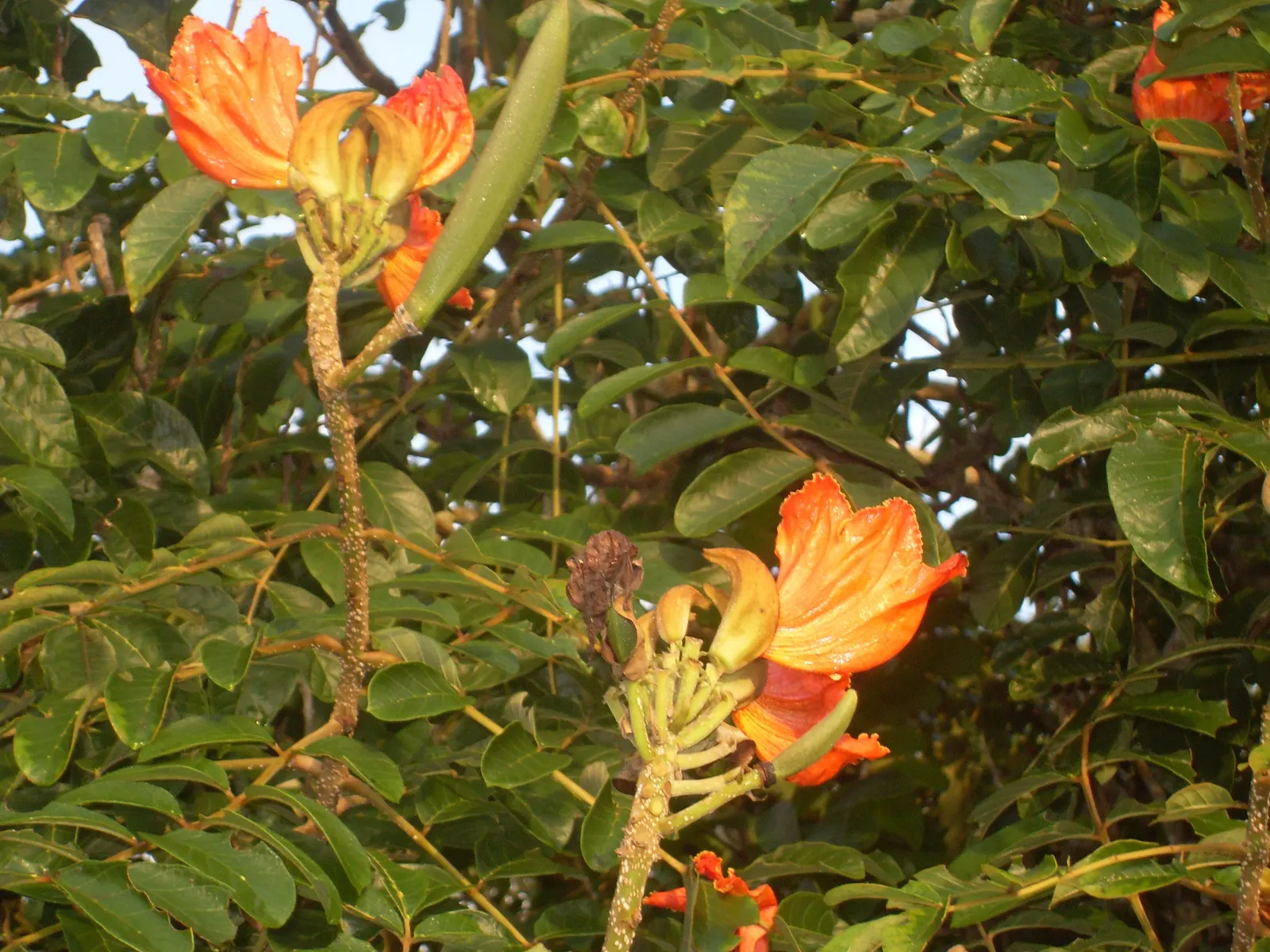 African Tulip Tree (Spathodea Campanulata) — Note that while it offers ornamental value, its invasive nature in some regions requires careful, image 97