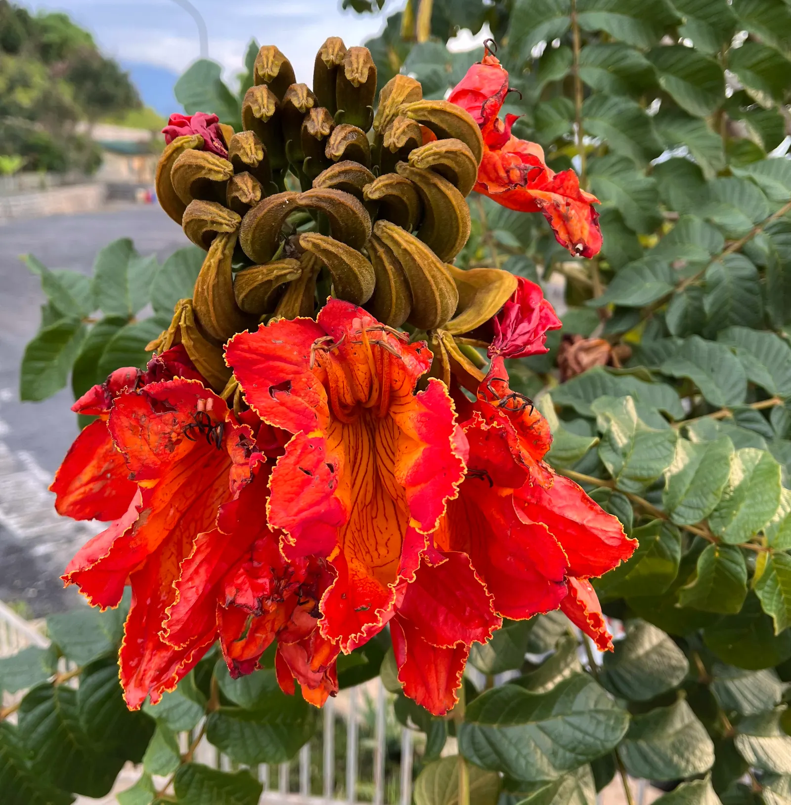 African Tulip Tree (Spathodea Campanulata) — While it prefers regular watering; botanically known as Spathodea campanulata, image 94