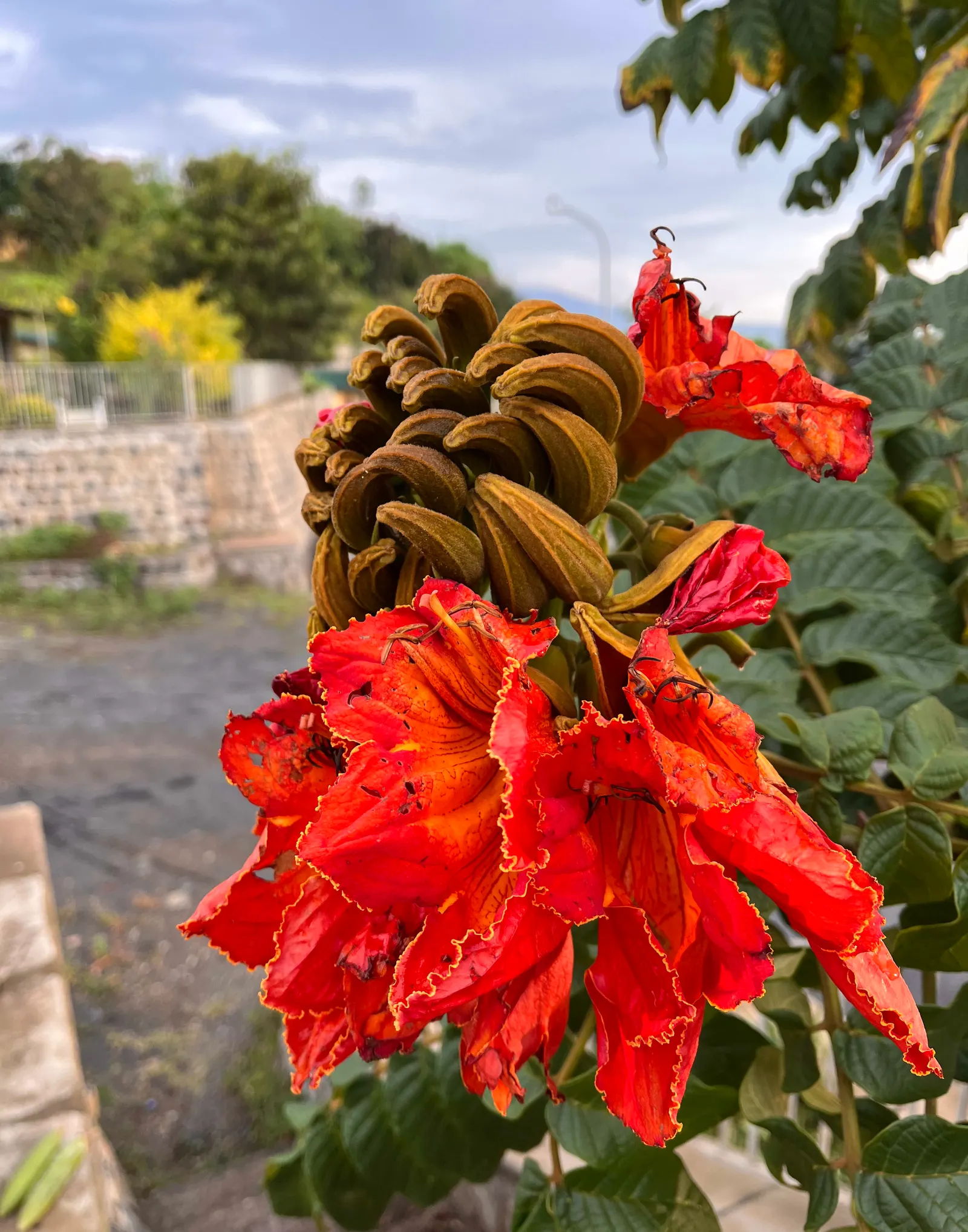 African Tulip Tree (Spathodea Campanulata) — it is a dramatic addition to any landscape; with its fiery blooms and lush canopy, image 74