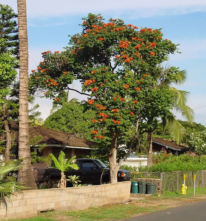 African Tulip Tree (Spathodea Campanulata) — tropical beauty renowned for its vibrant orange-red blossoms that resemble tulips; which has the potential to