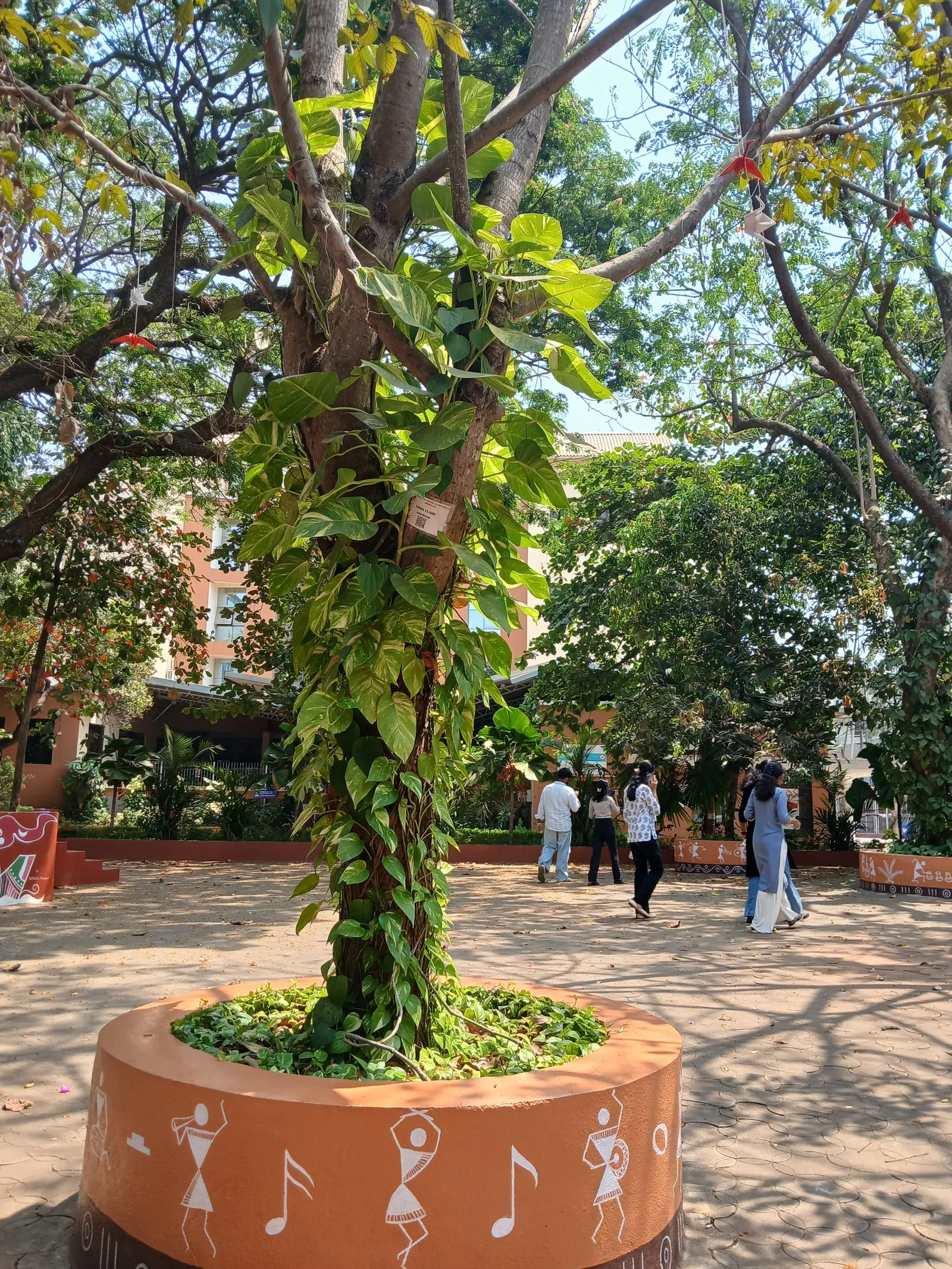 African Tulip Tree (Spathodea Campanulata) — this tree thrives in full sunlight and requires well-draining soil to prevent root rot