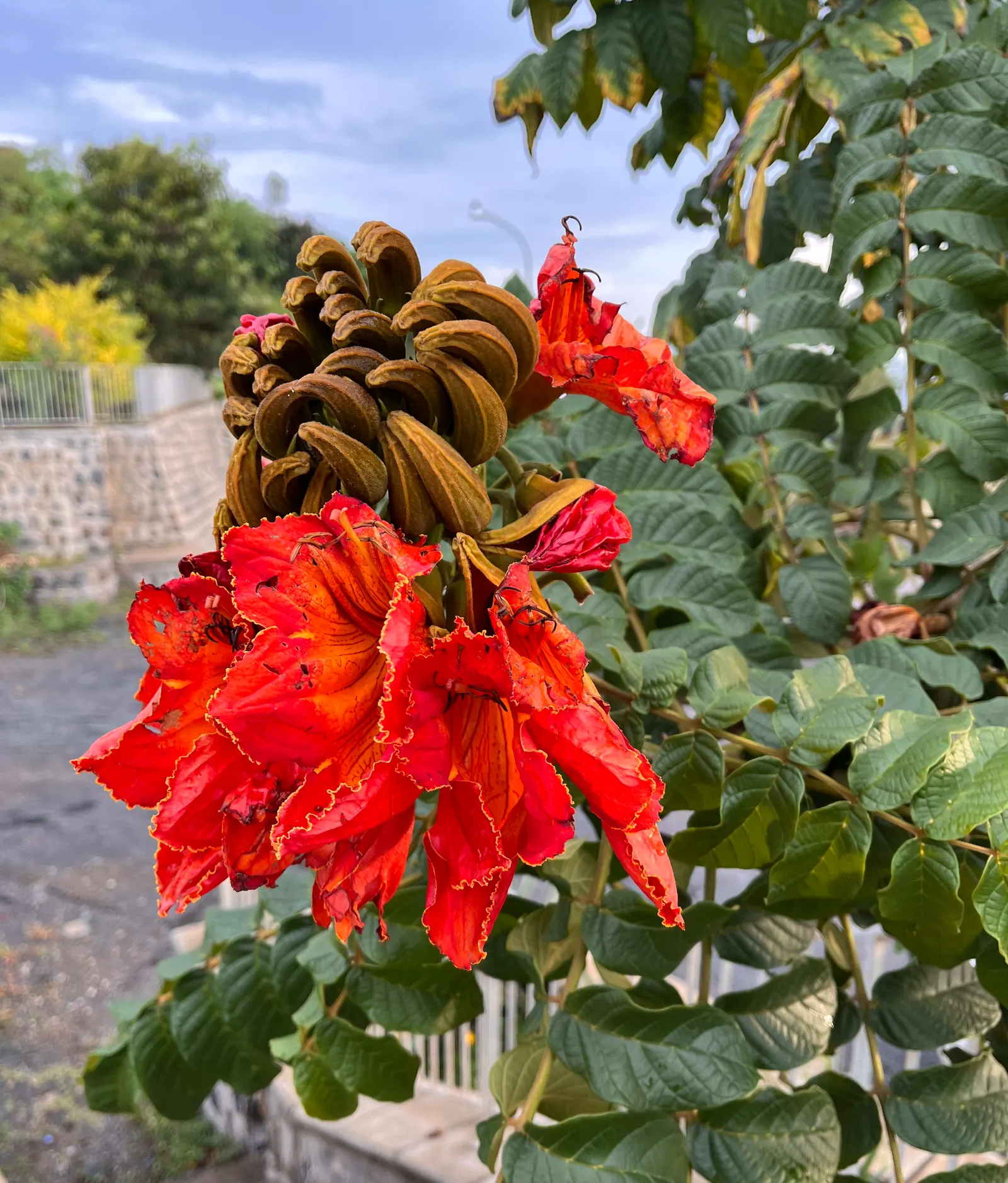 African Tulip Tree (Spathodea Campanulata) — emphasize its use as a focal point or shade tree in spacious gardens
