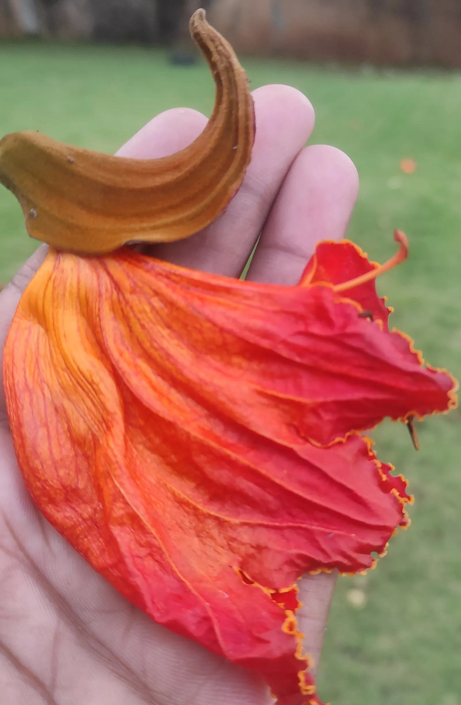 African Tulip Tree (Spathodea Campanulata) — which are typically 4 to 5 inches in length; be aware of any local restrictions on planting this species