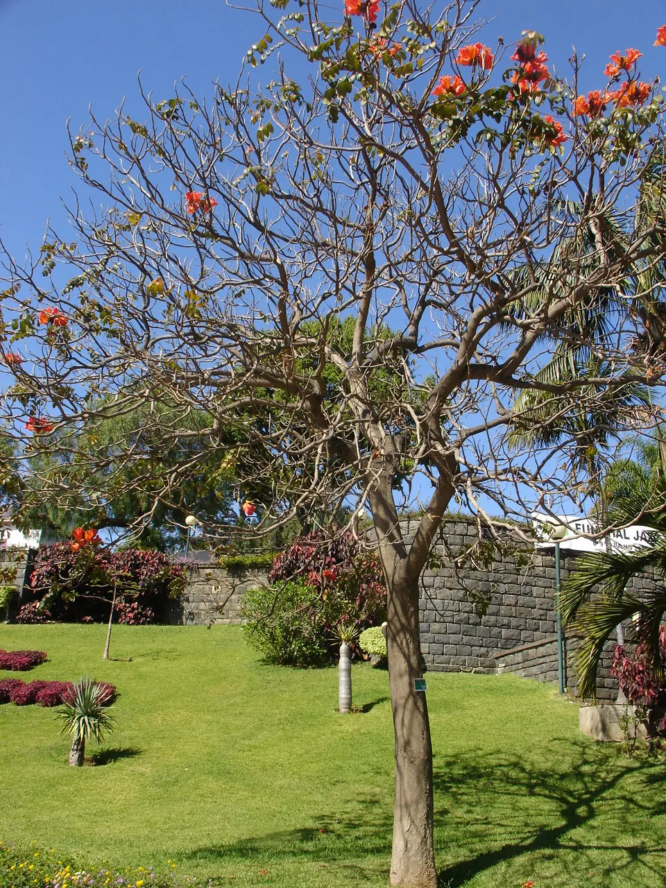 African Tulip Tree (Spathodea Campanulata) — Known for its fiery, tulip-shaped orange-red blooms, it flowers predominantly in warm months; rounded, image 54