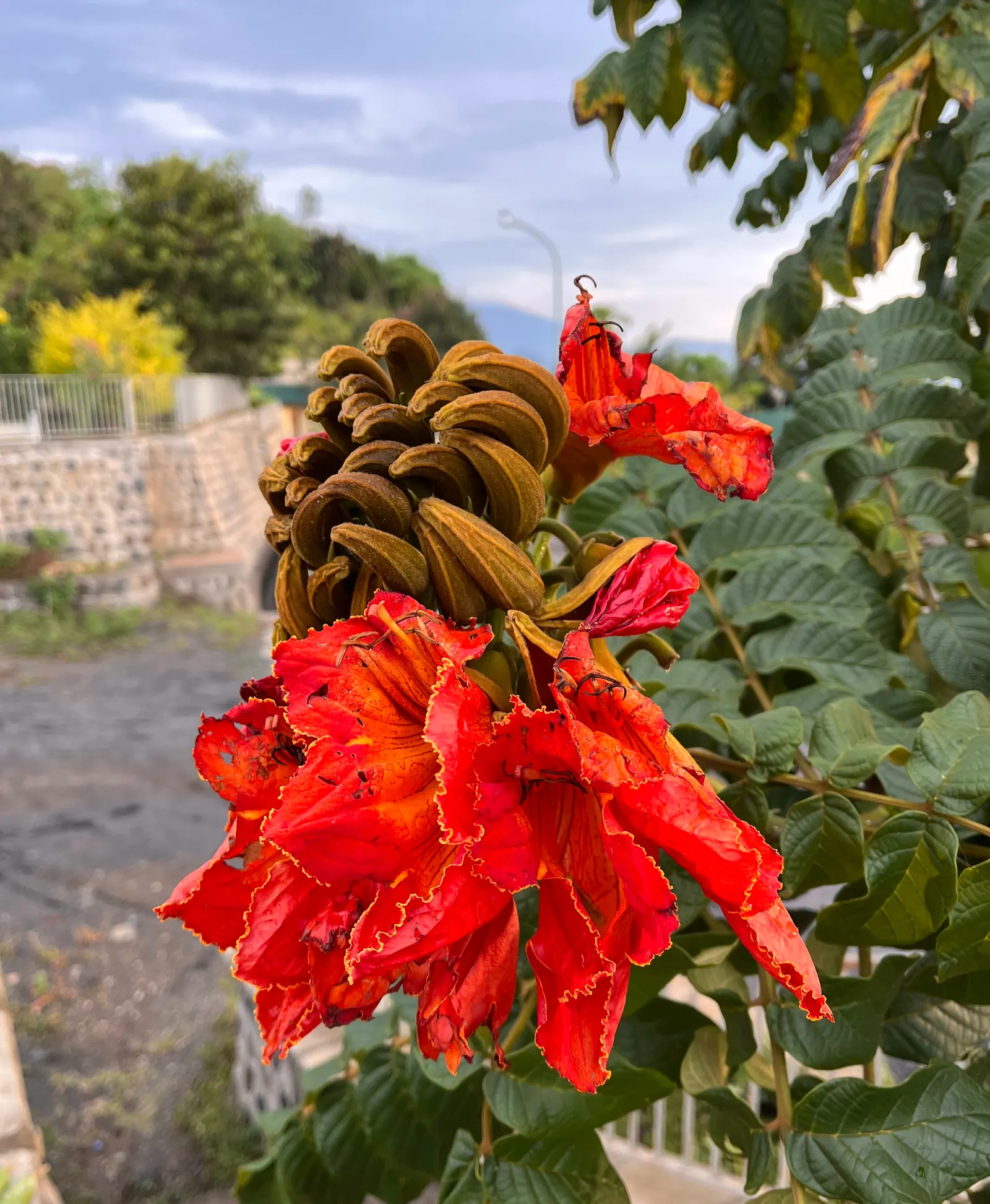 African Tulip Tree (Spathodea Campanulata) — but its majestic stature necessitates ample space to truly flourish; known for its fiery, tulip-shaped, image 101