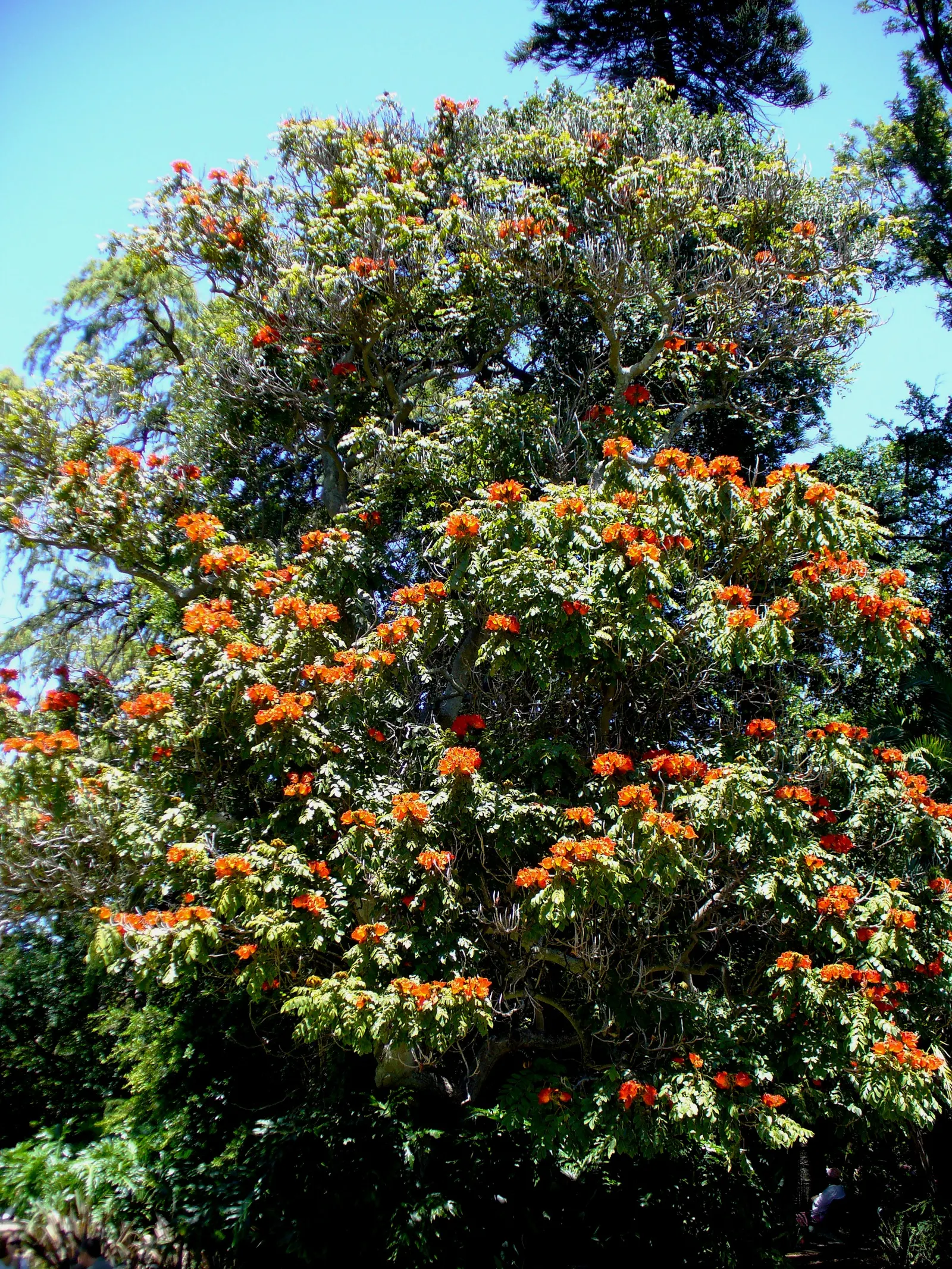 African Tulip Tree (Spathodea Campanulata) — Be aware of any local restrictions on planting this species; which are typically 4 to 5 inches in, image 72