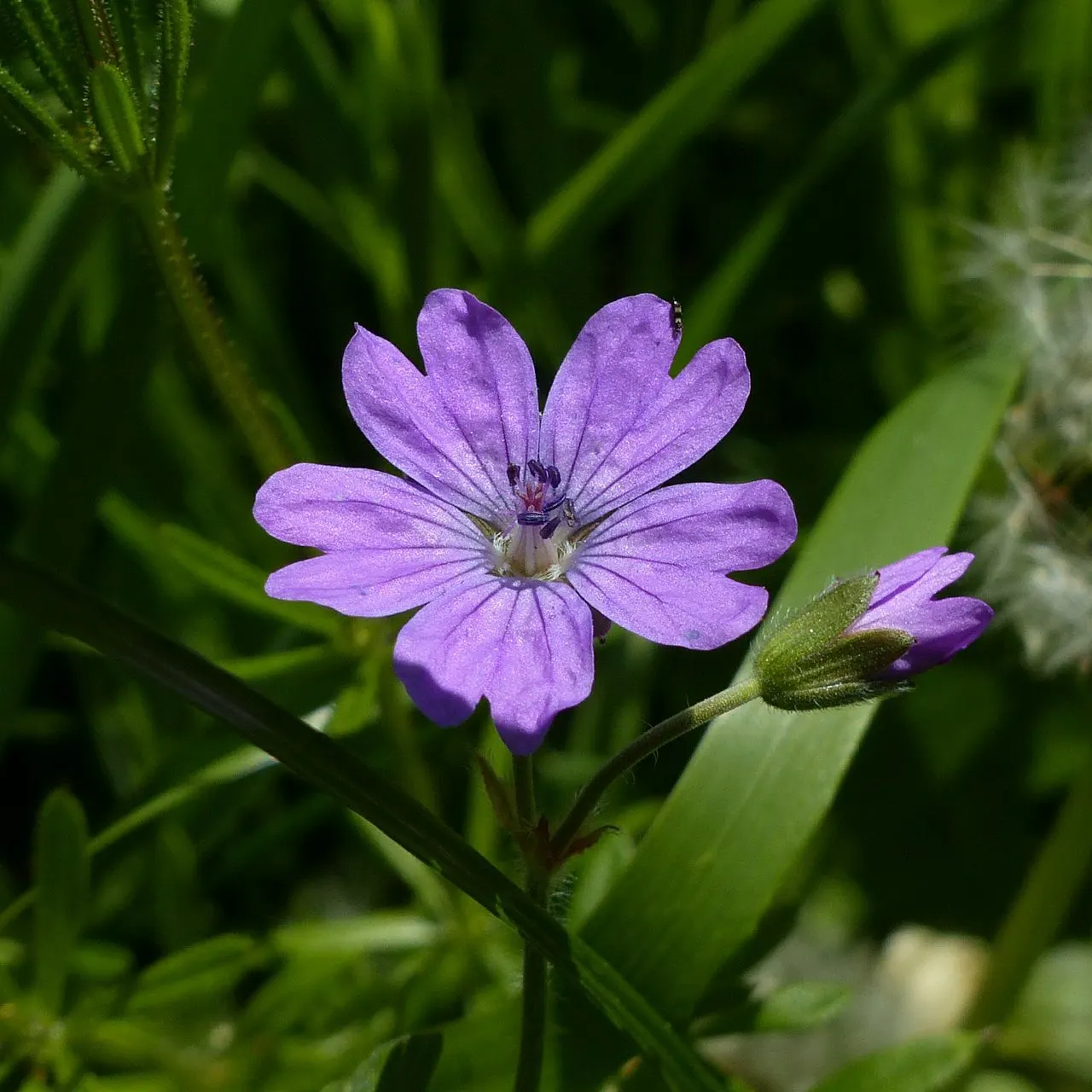 Bishops Cranesbill (Erodium Reichardii 'Bishop's Form') — Erodium reichardii 'Bishop's Form' is a charming dwarf perennial