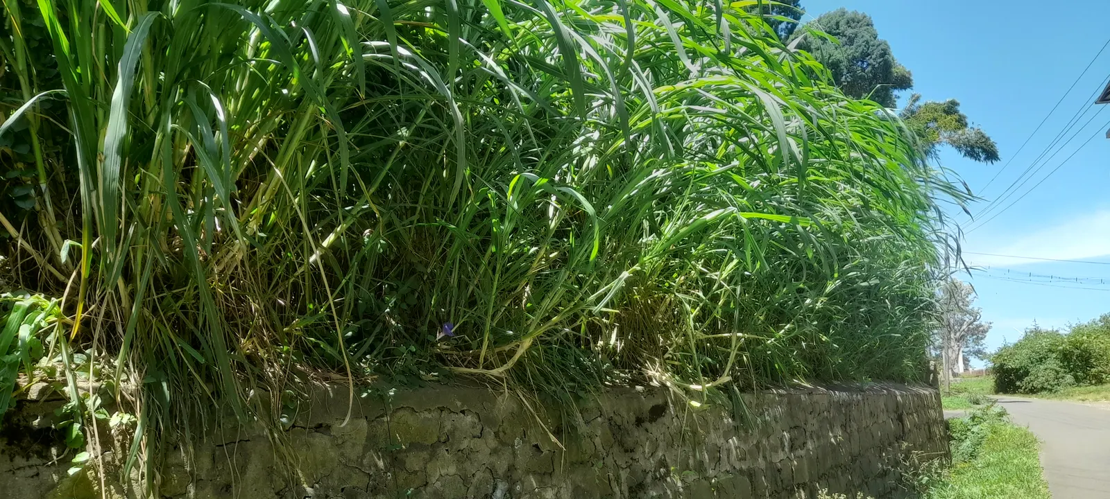 Purple Fountain Grass (Pennisetum Purpureum) — burgundy plumes reaching 3-4 feet high; with texture that adds depth to any design