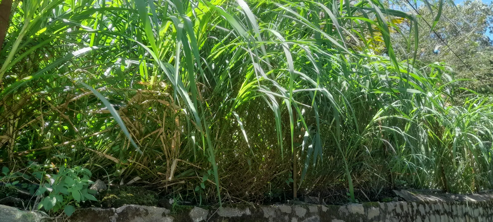 Purple Fountain Grass (Pennisetum Purpureum) — with texture that adds depth to any design
