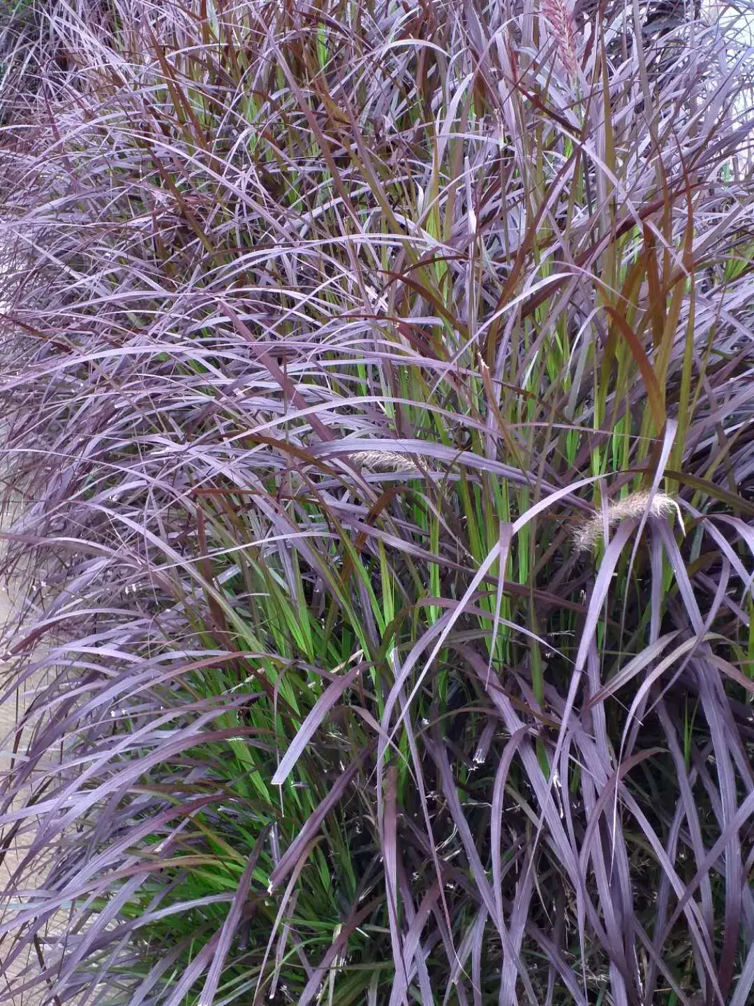 Purple Fountain Grass (Pennisetum Purpureum) — is an ornamental perennial with showy