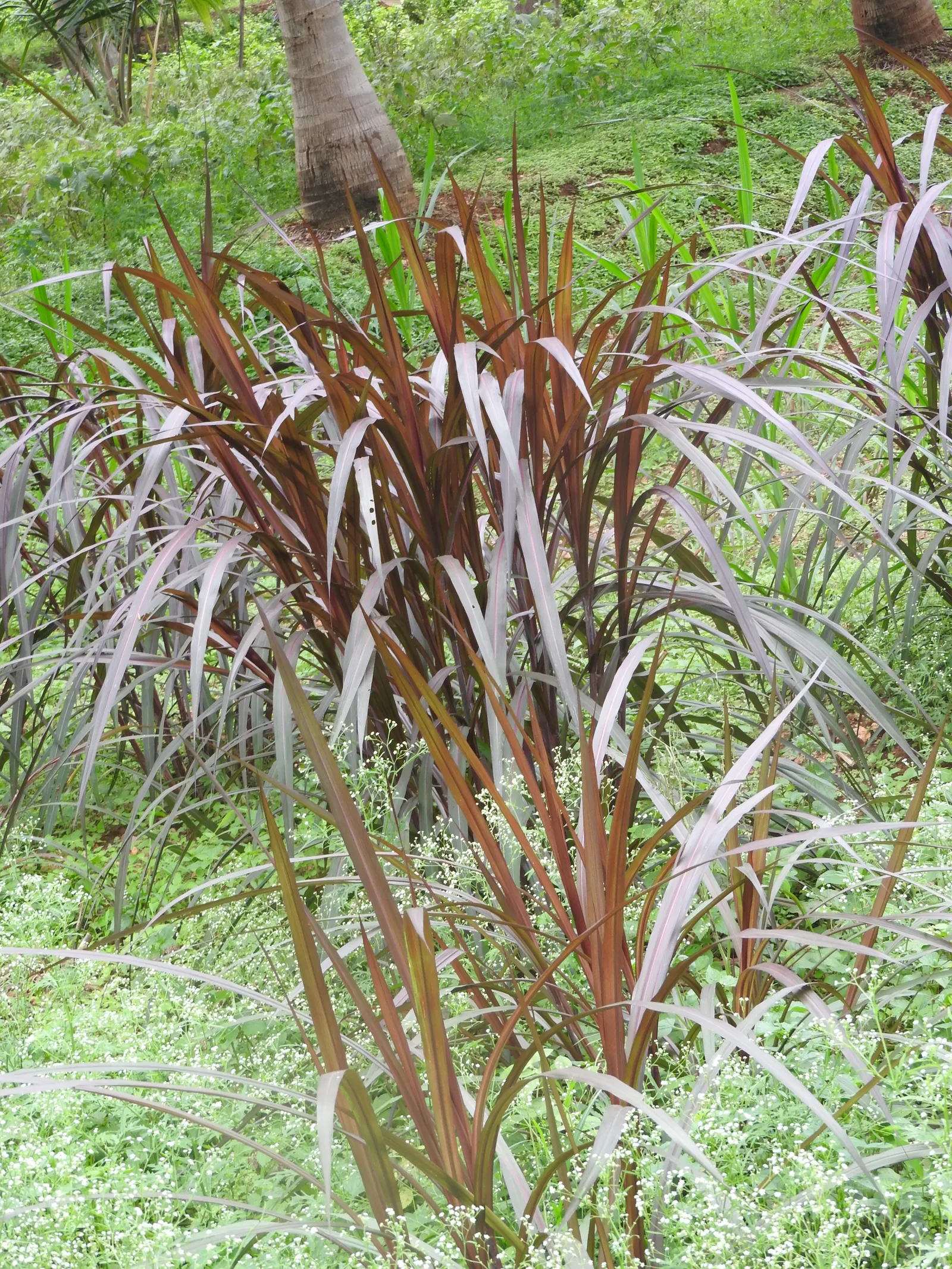 Purple Fountain Grass (Pennisetum Purpureum) — grass for full