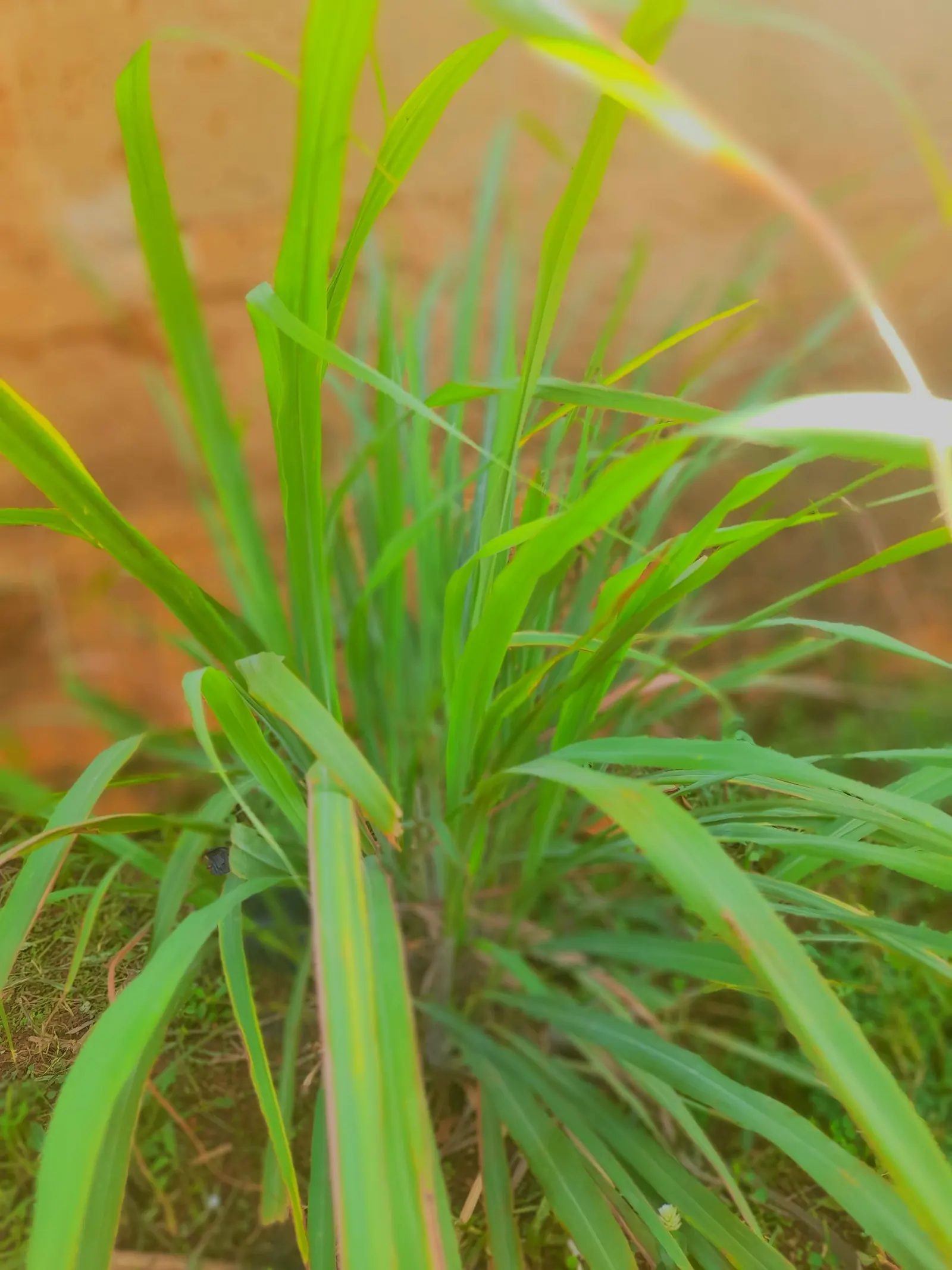 Purple Fountain Grass (Pennisetum Purpureum) — This clump-forming grass adds texture with its cascading