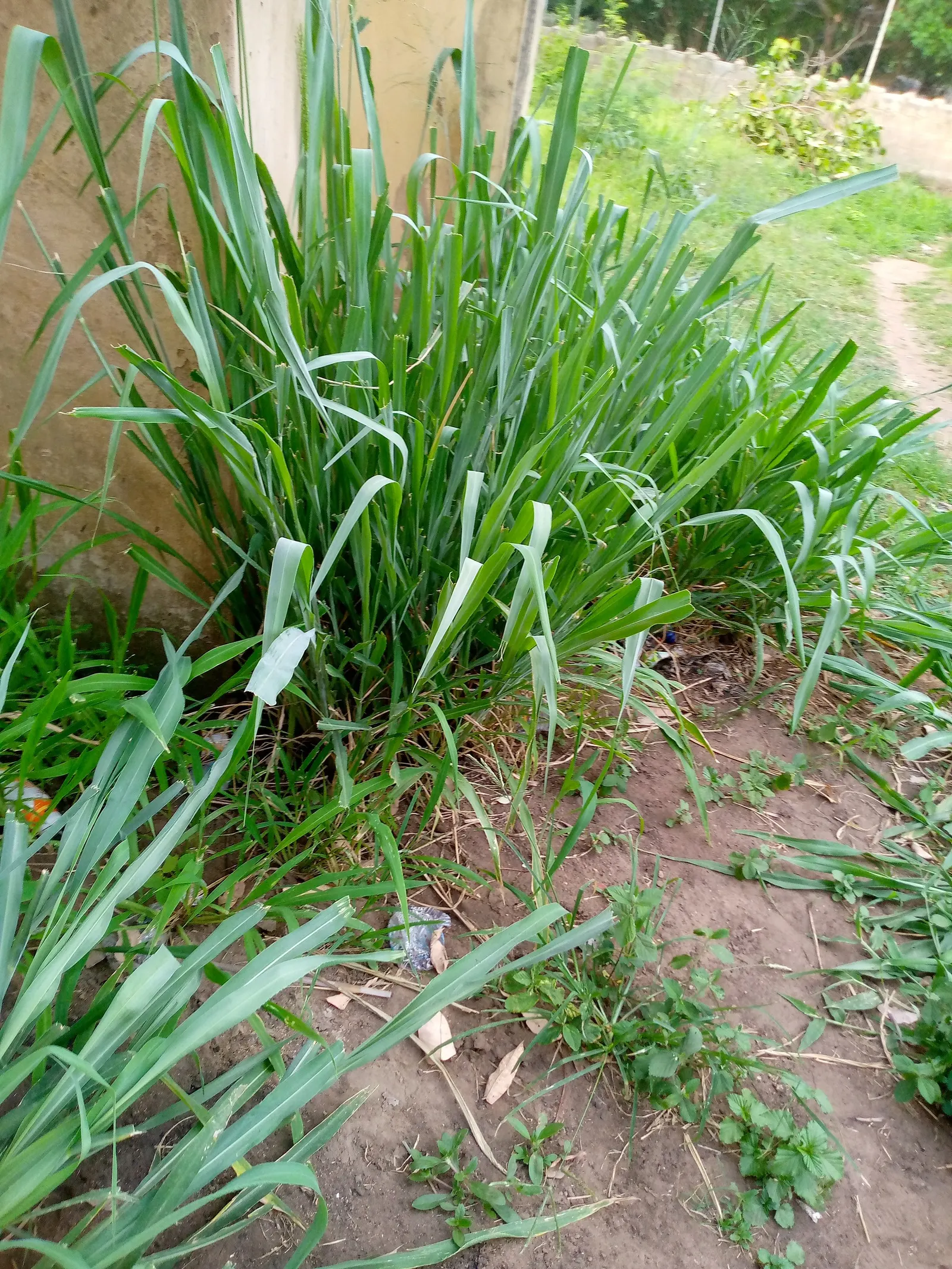 Purple Fountain Grass (Pennisetum Purpureum) — burgundy-hued foliage and feathery flower spikes