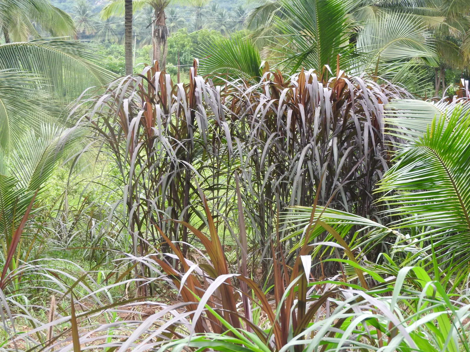 Purple Fountain Grass (Pennisetum Purpureum) — is an ornamental perennial with showy; thriving in full sun and well-drained soil