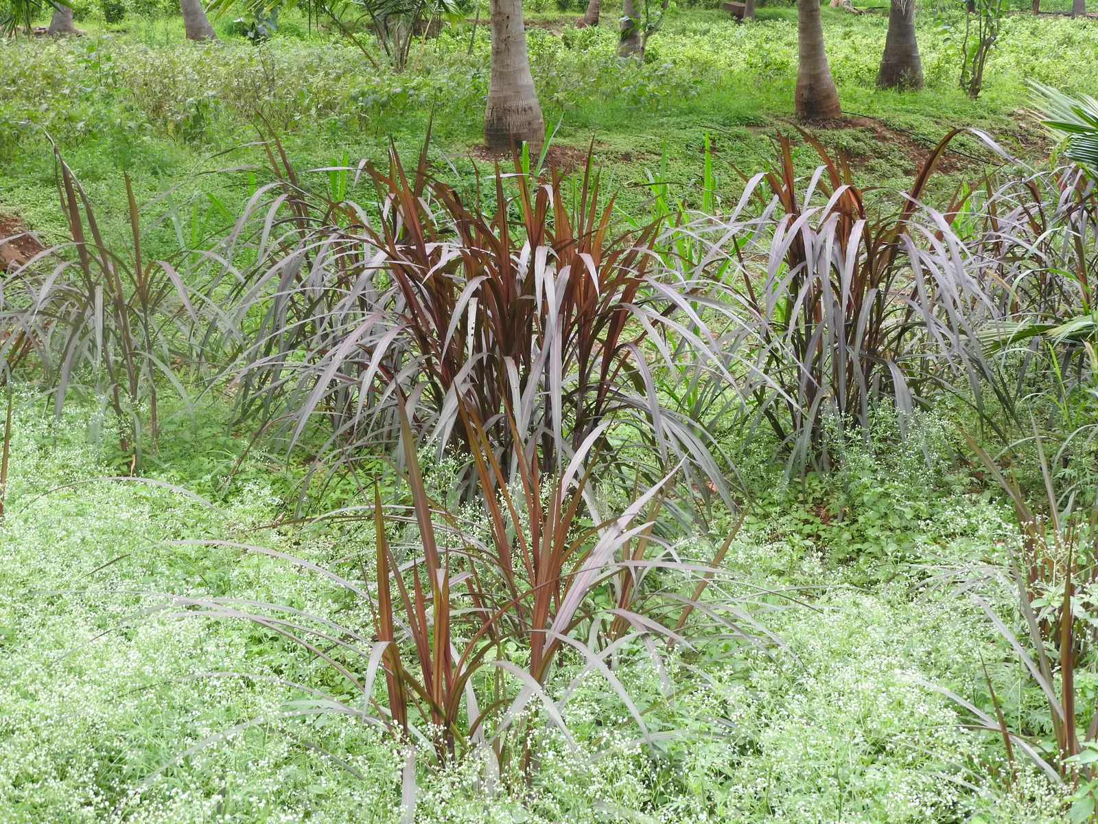 Purple Fountain Grass (Pennisetum Purpureum) — Note: it's considered invasive in some regions; check local guidelines before planting