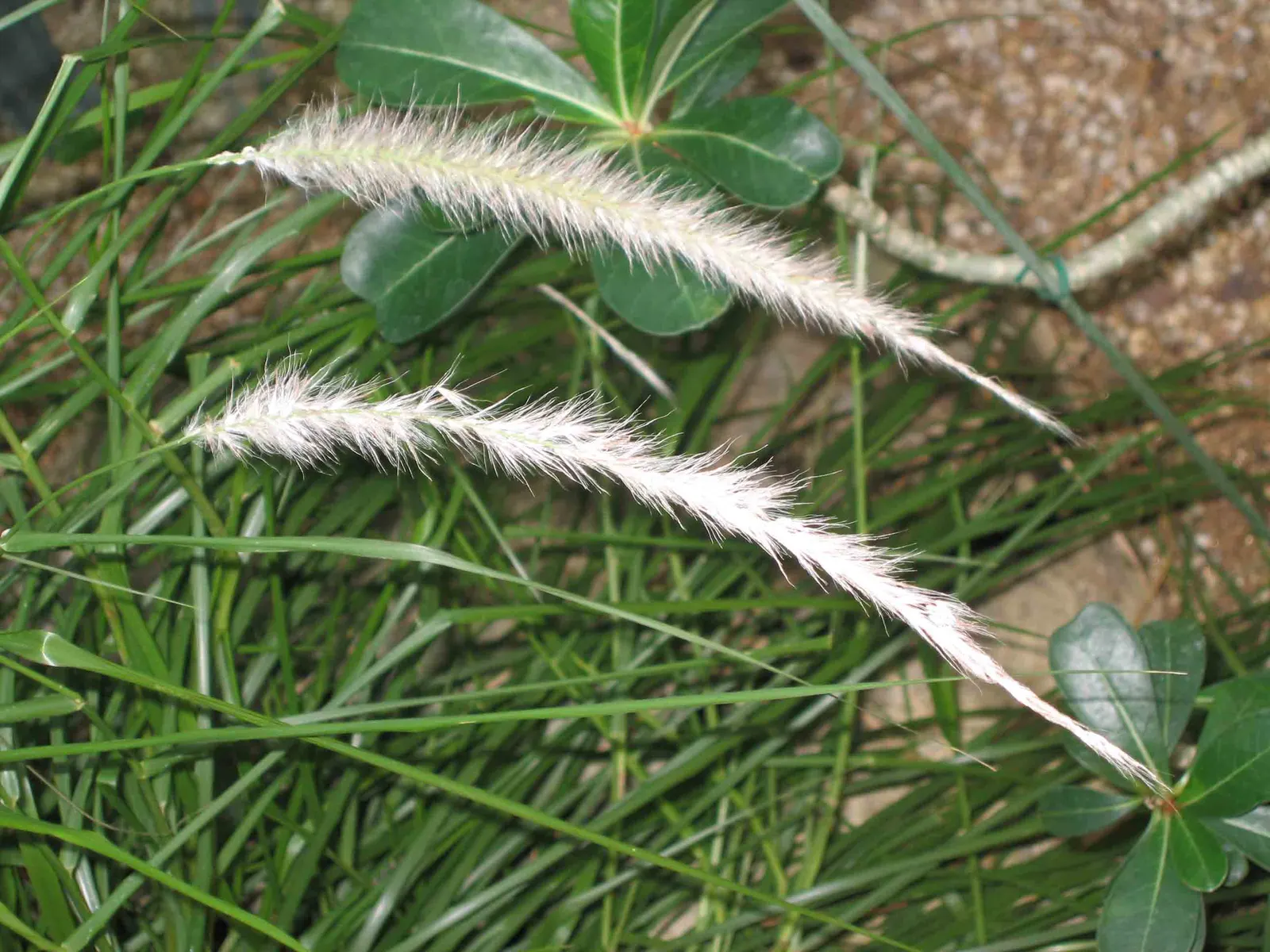 Purple Fountain Grass (Pennisetum Purpureum) — Minimal maintenance is necessary