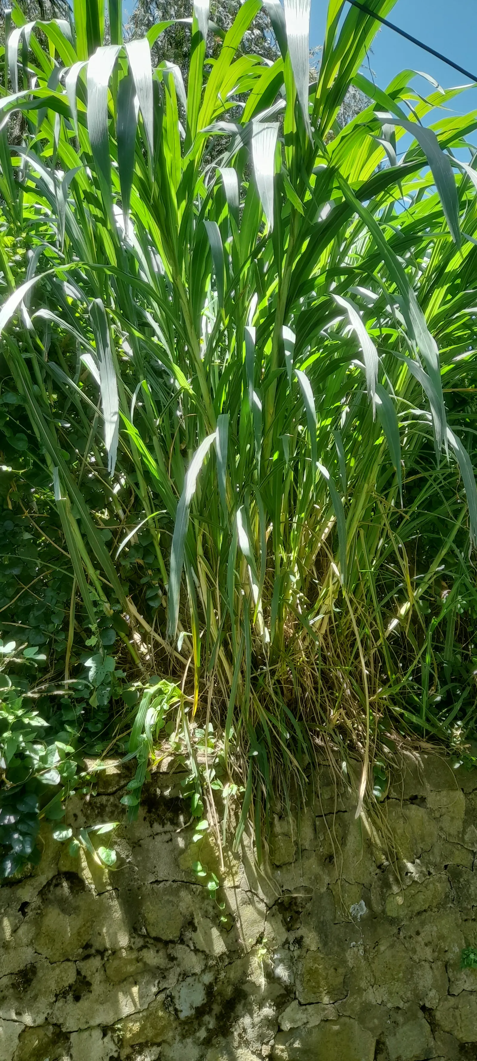Purple Fountain Grass (Pennisetum Purpureum) — scientifically termed Pennisetum purpureum
