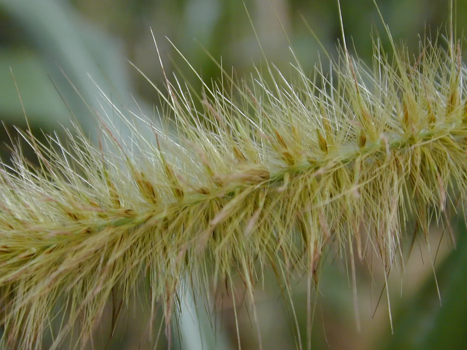 Purple Fountain Grass (Pennisetum Purpureum) — Purple Fountain Grass is an excellent addition to any garden seeking a touch of drama and elegance