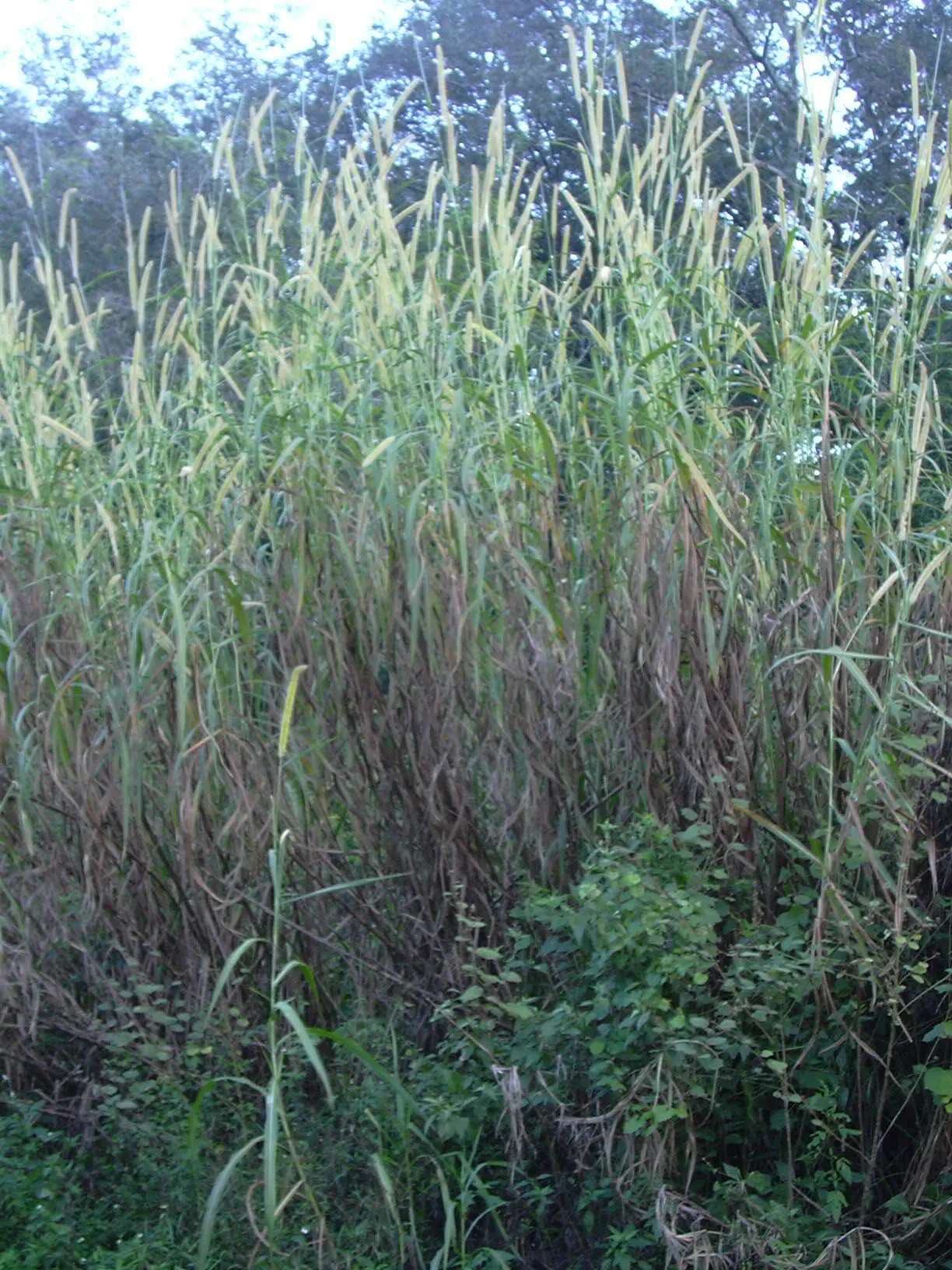 Purple Fountain Grass (Pennisetum Purpureum) — Not cold-hardy; treat as an annual in cooler climates