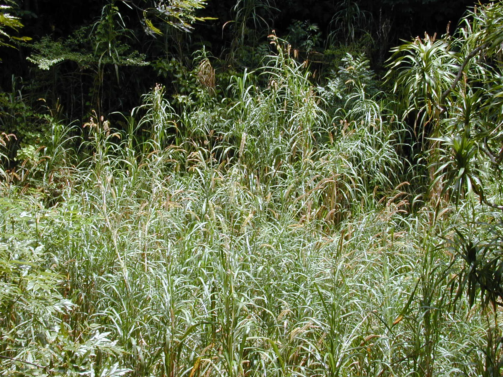 Purple Fountain Grass (Pennisetum Purpureum) — thriving in full sun and well-drained soil, image 25