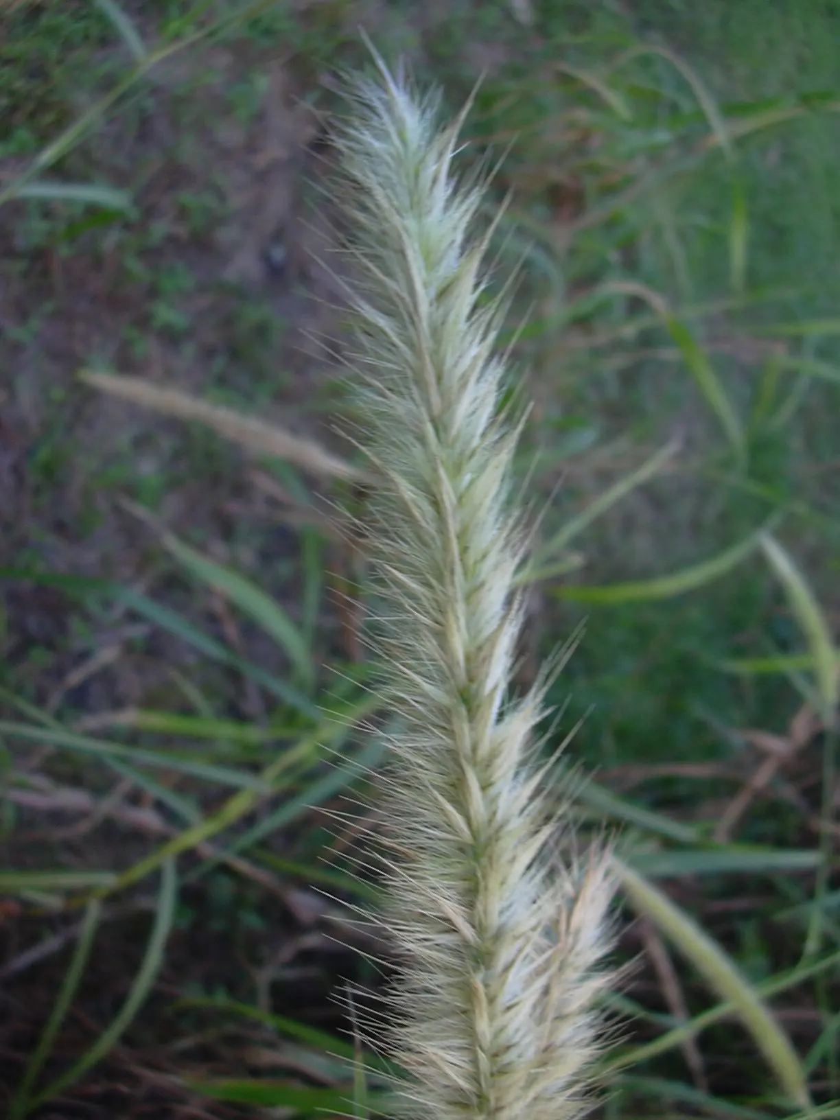 Purple Fountain Grass (Pennisetum Purpureum) — or as a container specimen