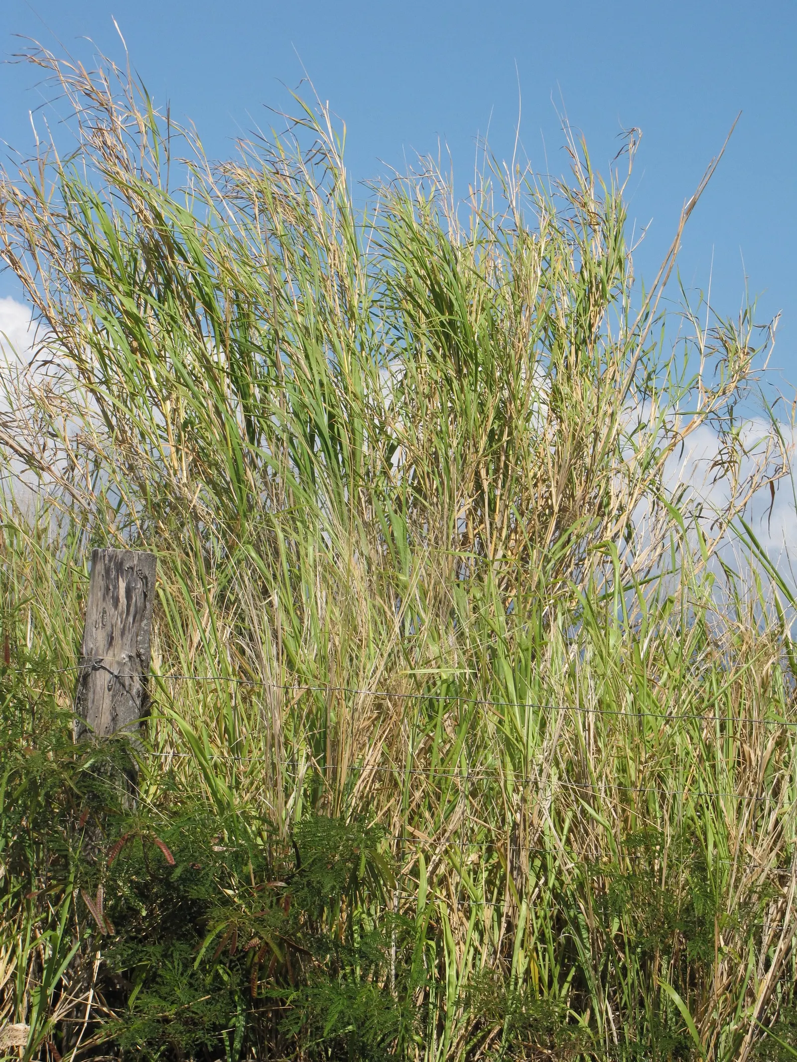 Purple Fountain Grass (Pennisetum Purpureum) — especially in high heat conditions