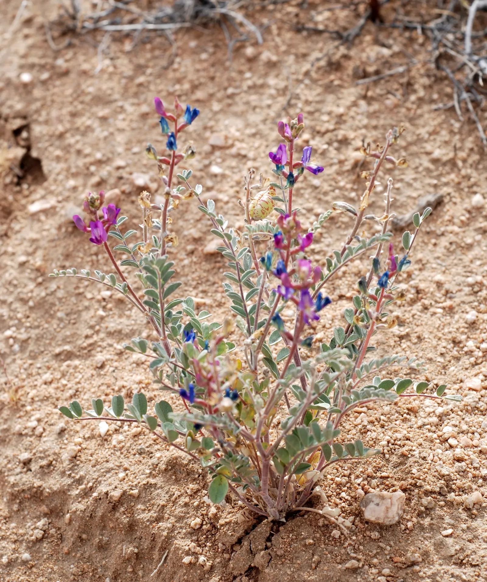 Paper Bag Bush (Scutellaria Mexicana) — allowing its gray-green foliage to flourish.<br><br>In the late spring to early summer