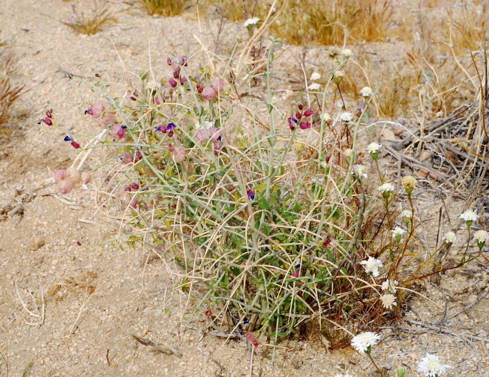 Paper Bag Bush (Scutellaria Mexicana) — Drought-tolerant once established, it brings a distinctive touch to water-wise gardens; this hardy perennial thrives in