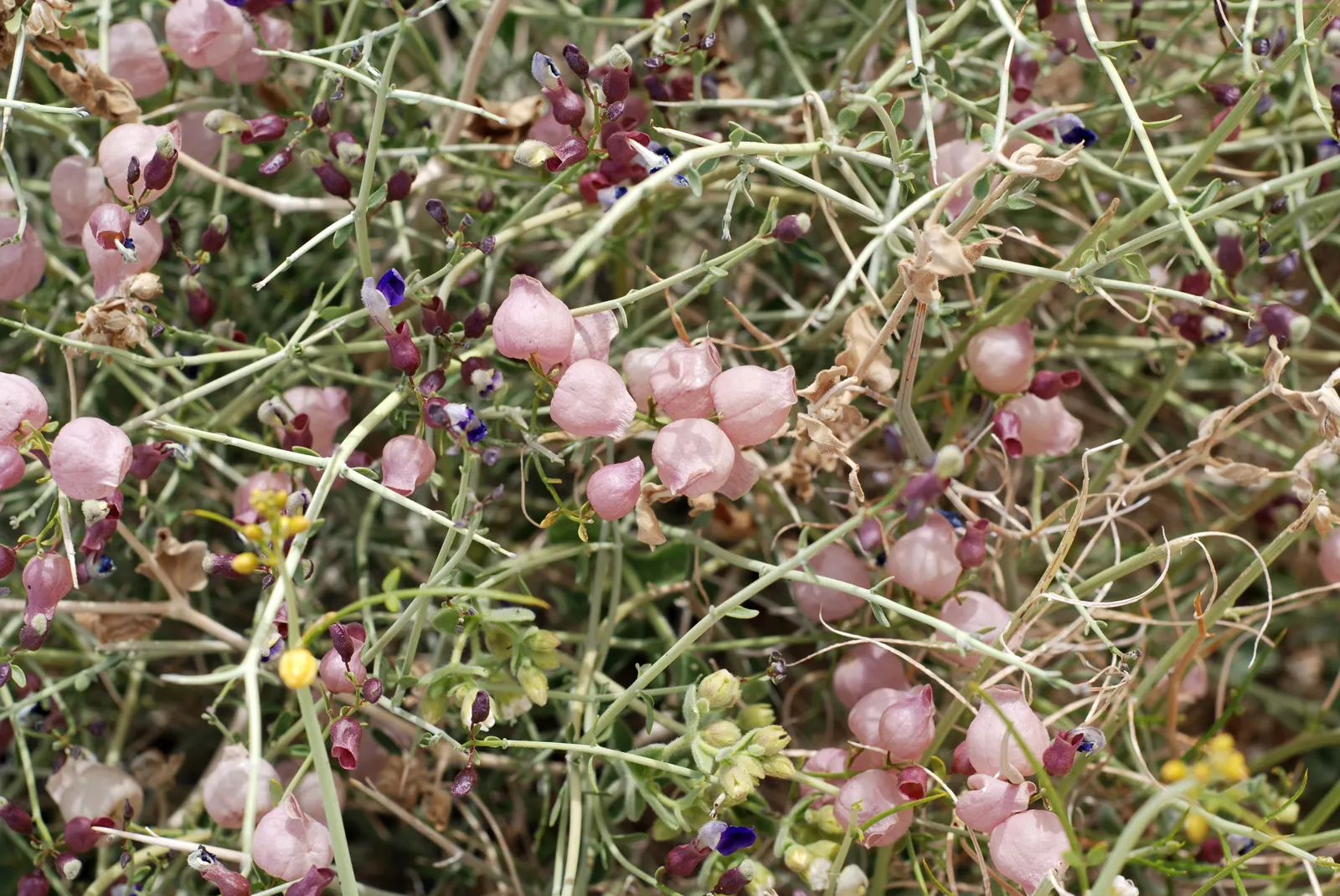 Paper Bag Bush (Scutellaria Mexicana) — blending ornamental appeal with low maintenance requirements